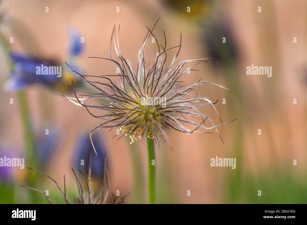 Fruit of Pulsatilla montana, a plant also known as Easter flower, meadow anemone, pasque flower, prairie crocus and wind flower Stock Photo
