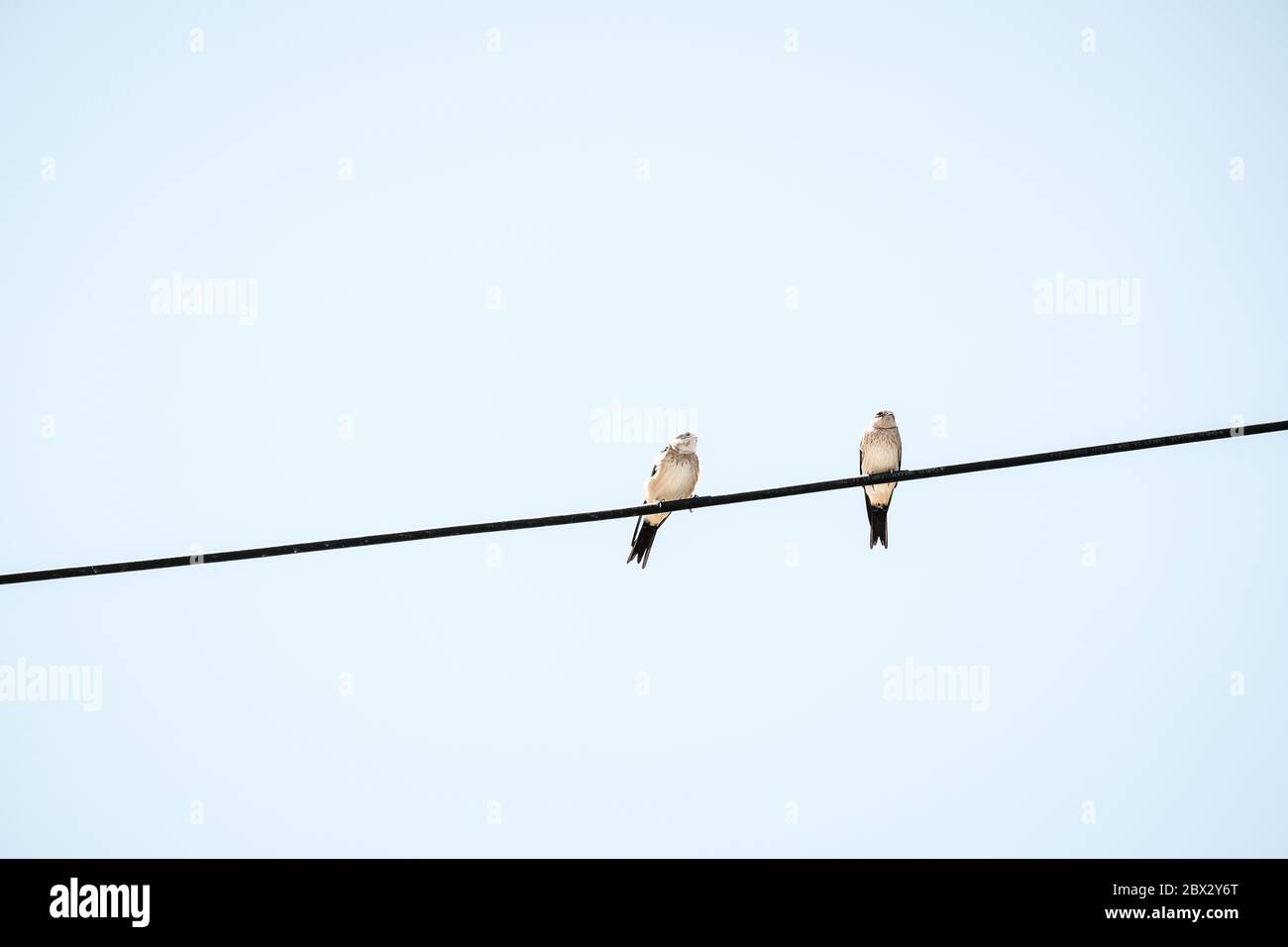 Two Birds on a Wire in Crete Stock Photo