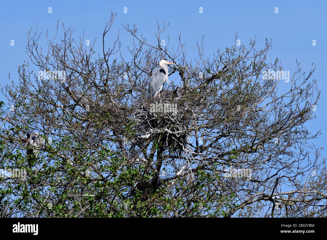France, Doubs, bird, Heronry, Gray Herons (Ardea cinerea) on nests Stock Photo