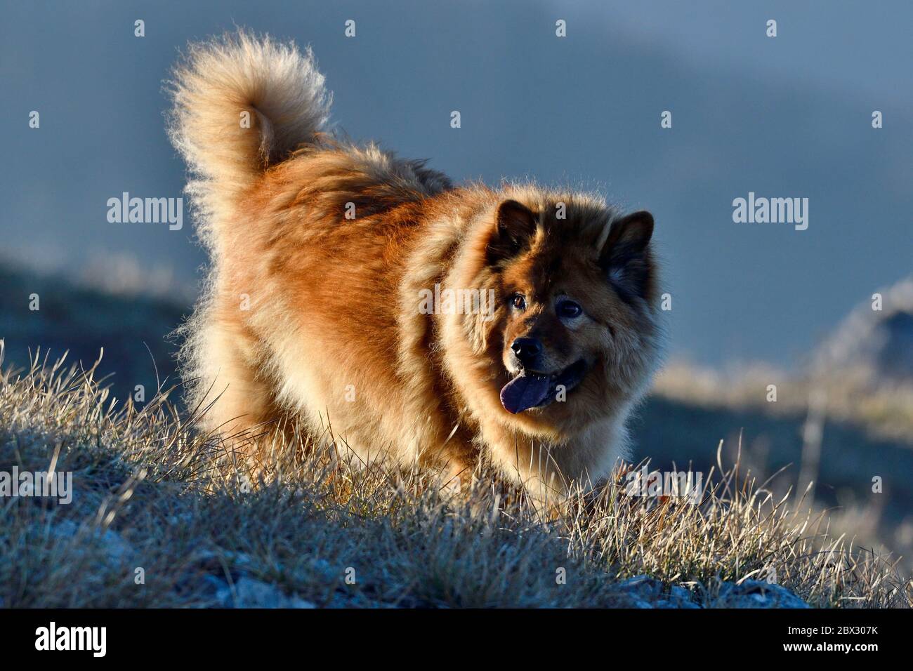 Eurasier Umbrella Eurasier Umbrella