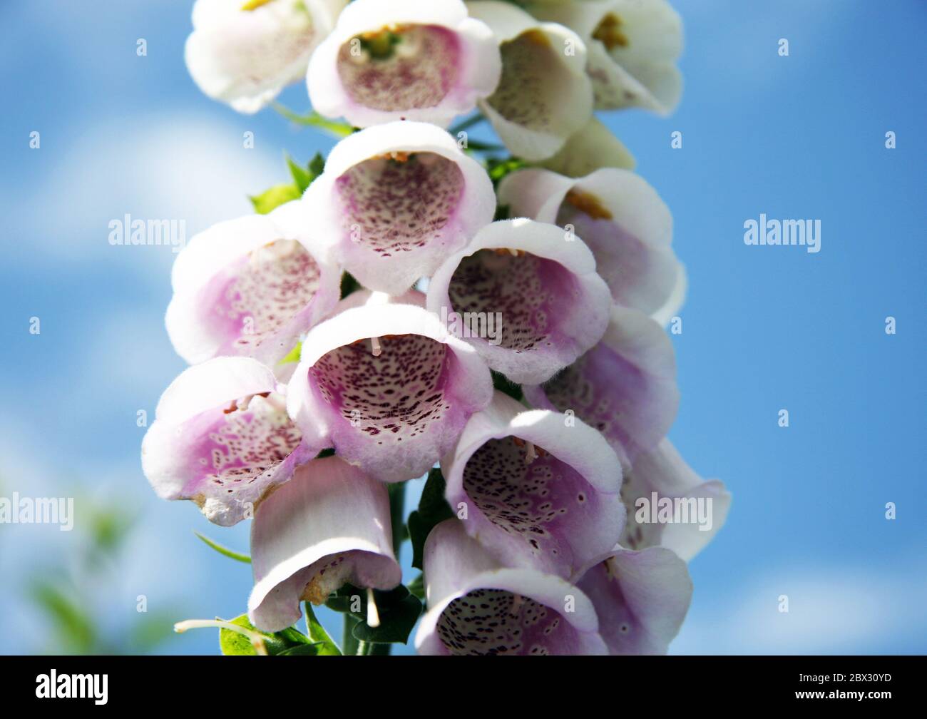 Foxglove closeup in the garden Stock Photo - Alamy