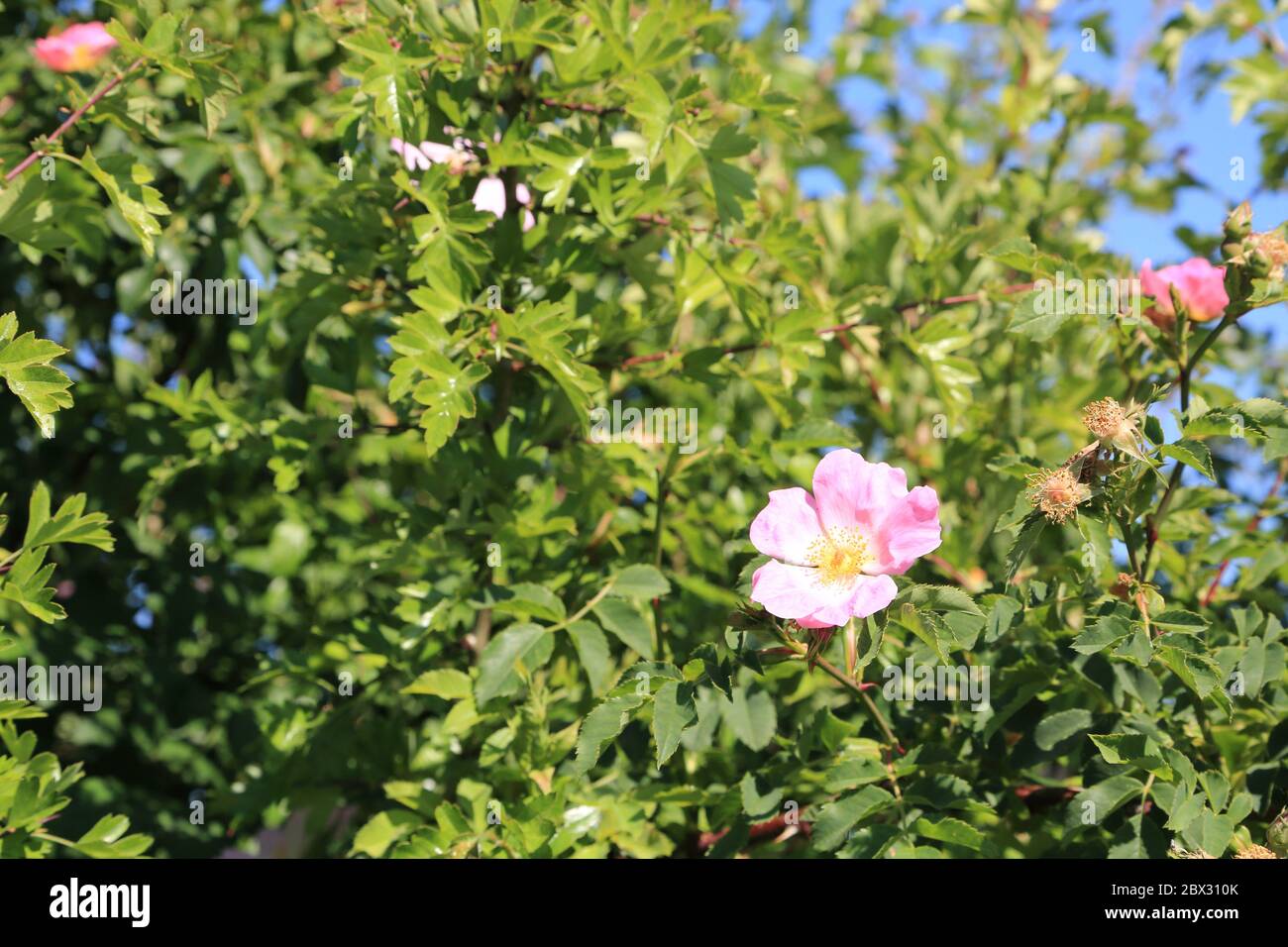 Pink dog rose growing in a roadside hedge in rural Kent, England