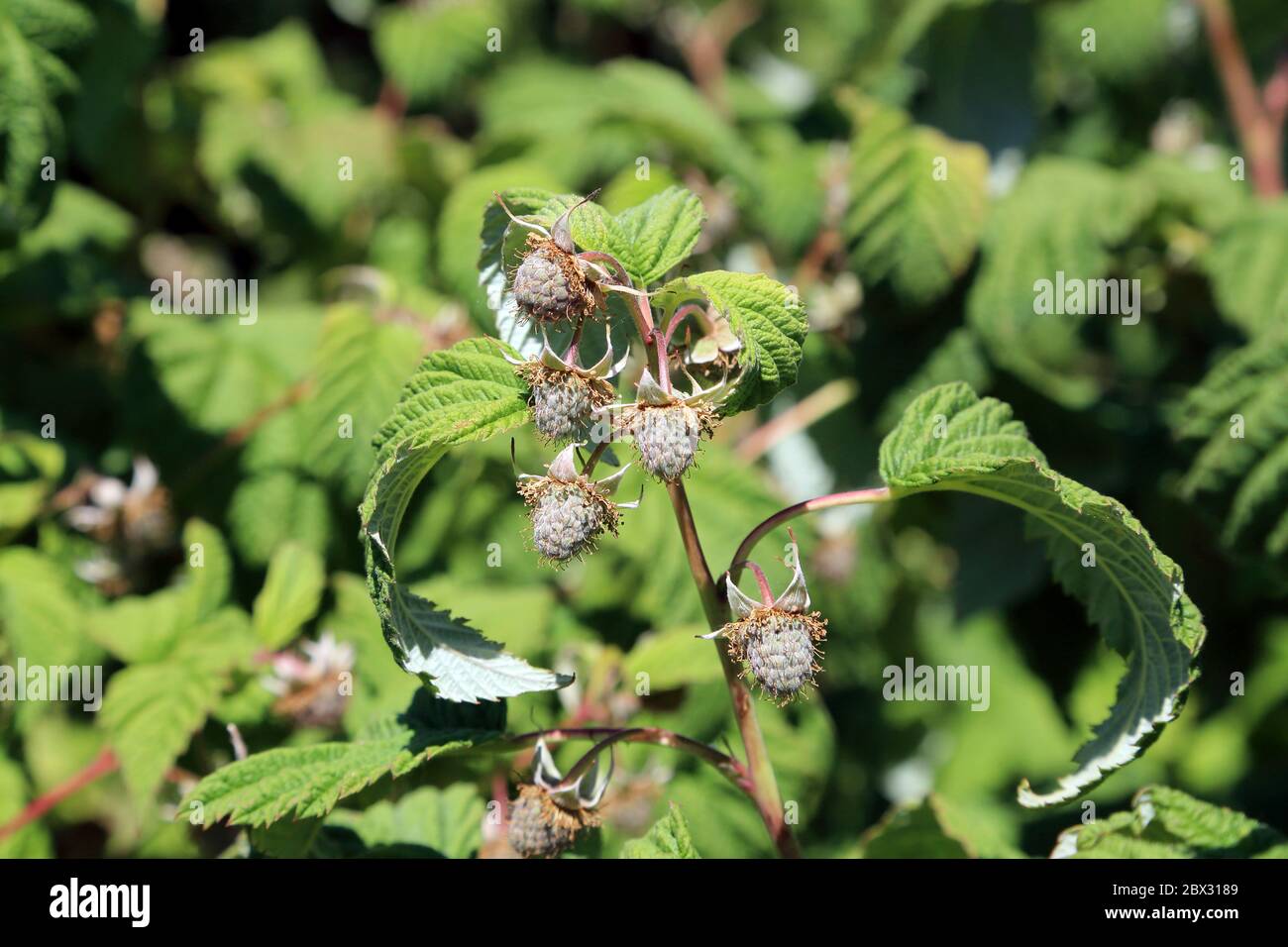 Young green raspberries growing on a raspberry bush in a garden in Kent, England, United Kingdom