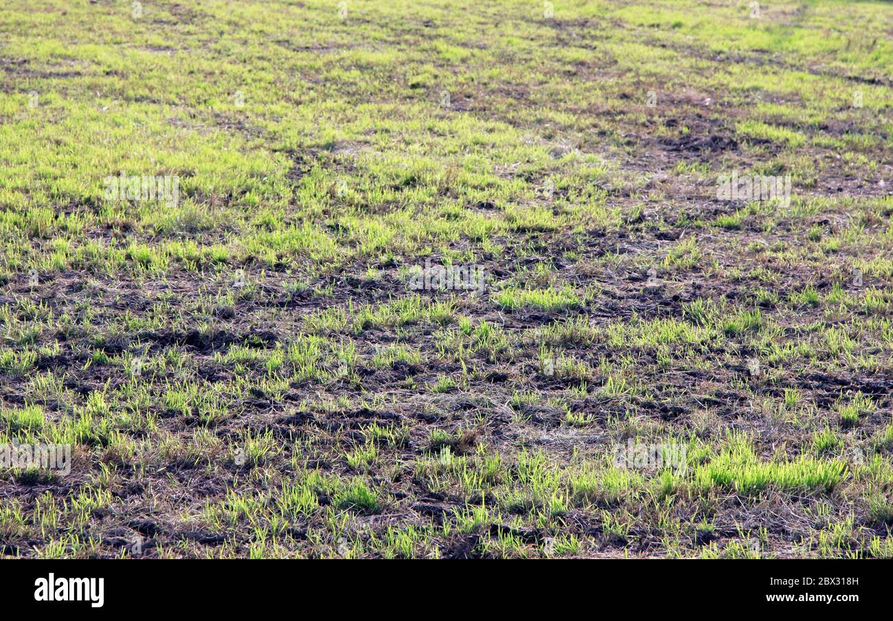 Short cut grass on a farmers field in spring with some muddy patches Stock Photo