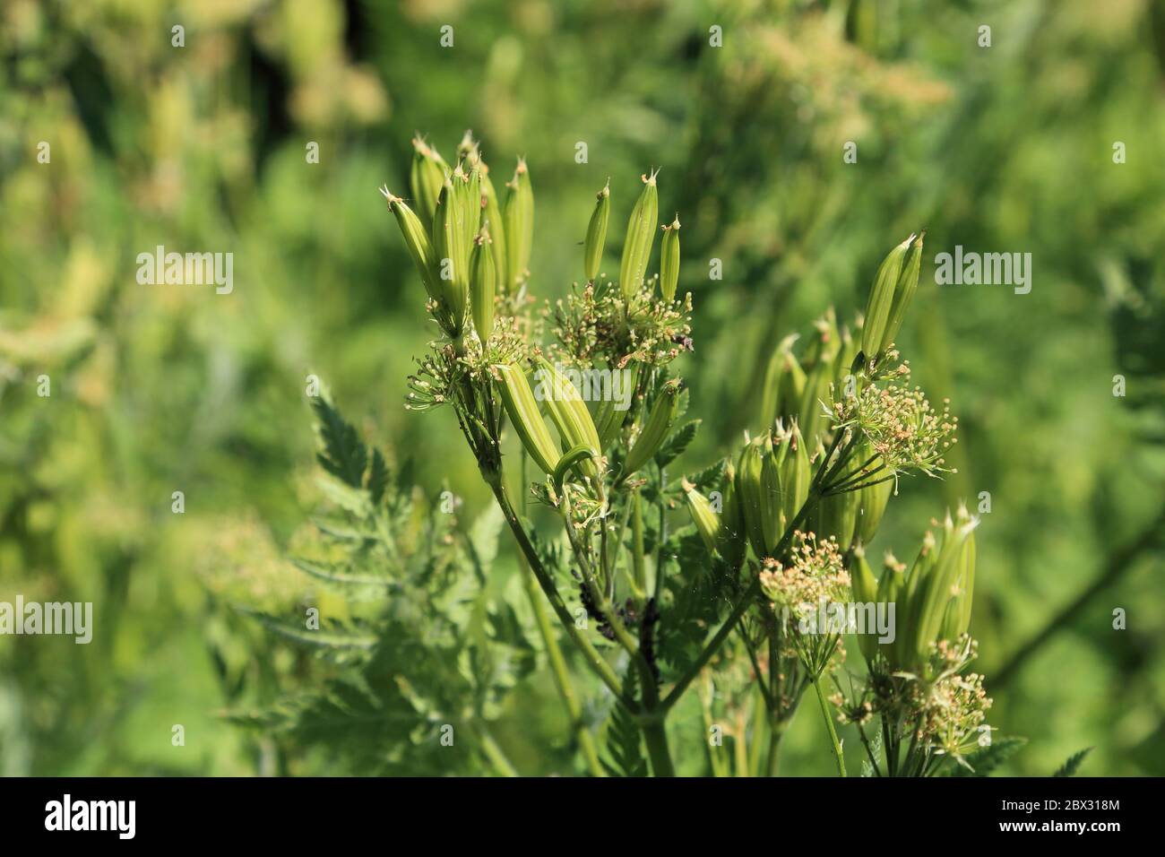 Seed pods on Sweet Cicely plant in garden in Kent, England, United Kingdom Stock Photo