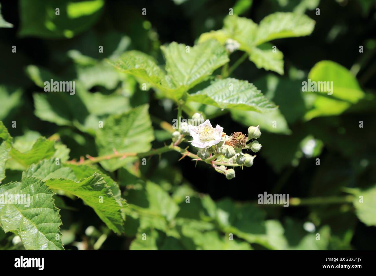 Blackberry flowers in a roadside hedgerow outside Brabourne near