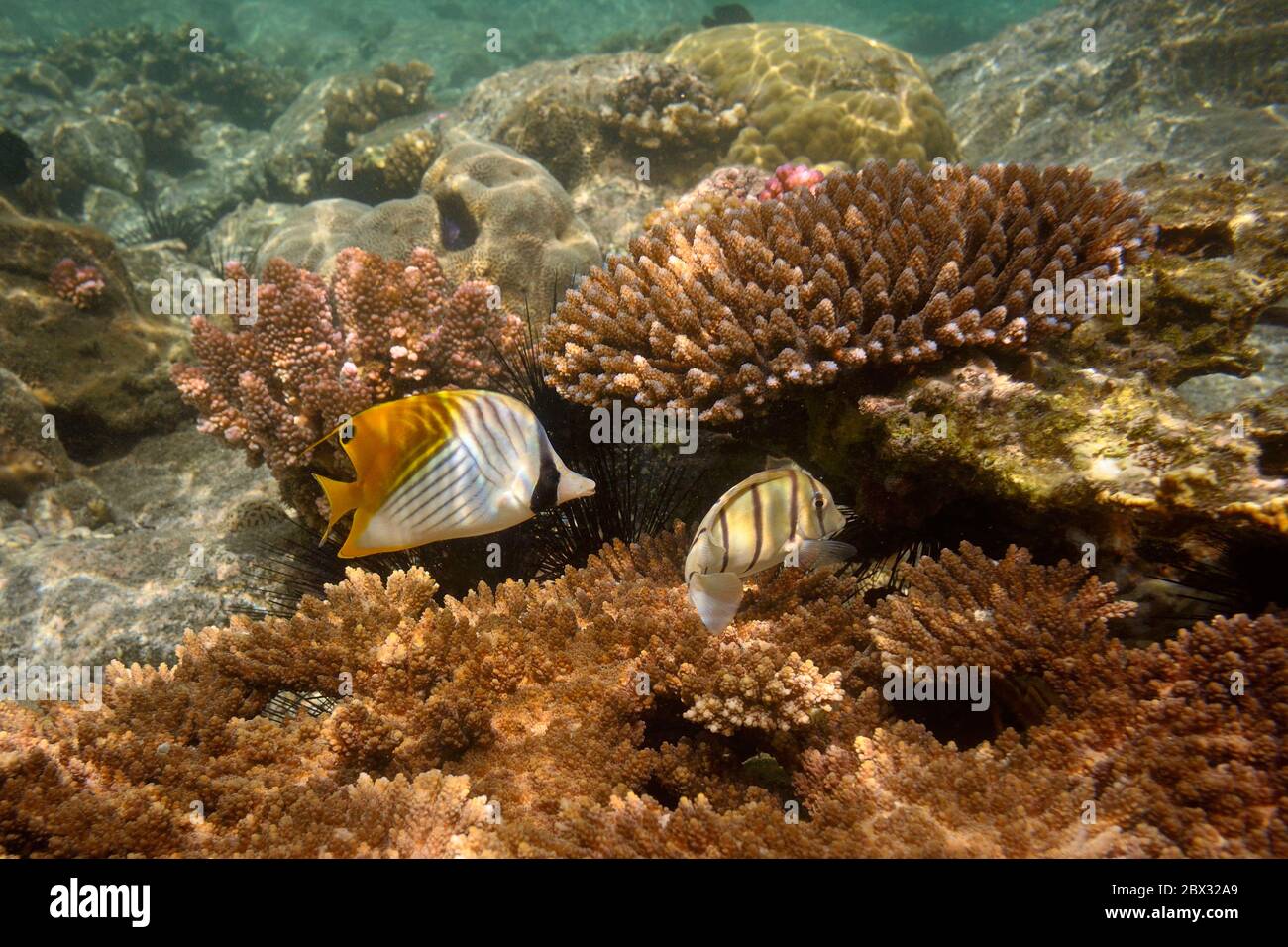 France, Reunion island (French overseas department), West Coast, Saint Gilles Les Bains (town of Saint-Paul), coral reef of Ermitage lagoon, threadfin butterflyfish (Chaetodon auriga) and sea urchins (underwater view) Stock Photo