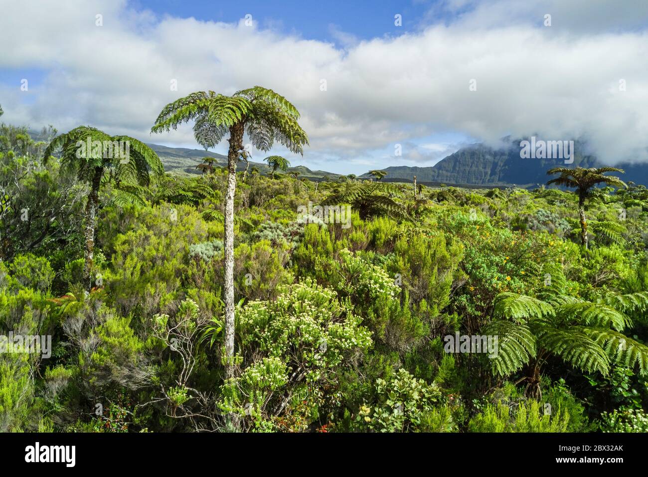 France, Reunion island (French overseas department), Reunion National Park listed as World heritage by UNESCO, La Plaine des Palmistes, Bebour forest, tree ferns (Cyathea glauca) (aerial view) Stock Photo