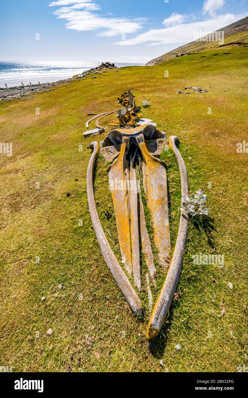 Falkland Islands, Saunders Island, skeleton of a young Rudolphi or ...