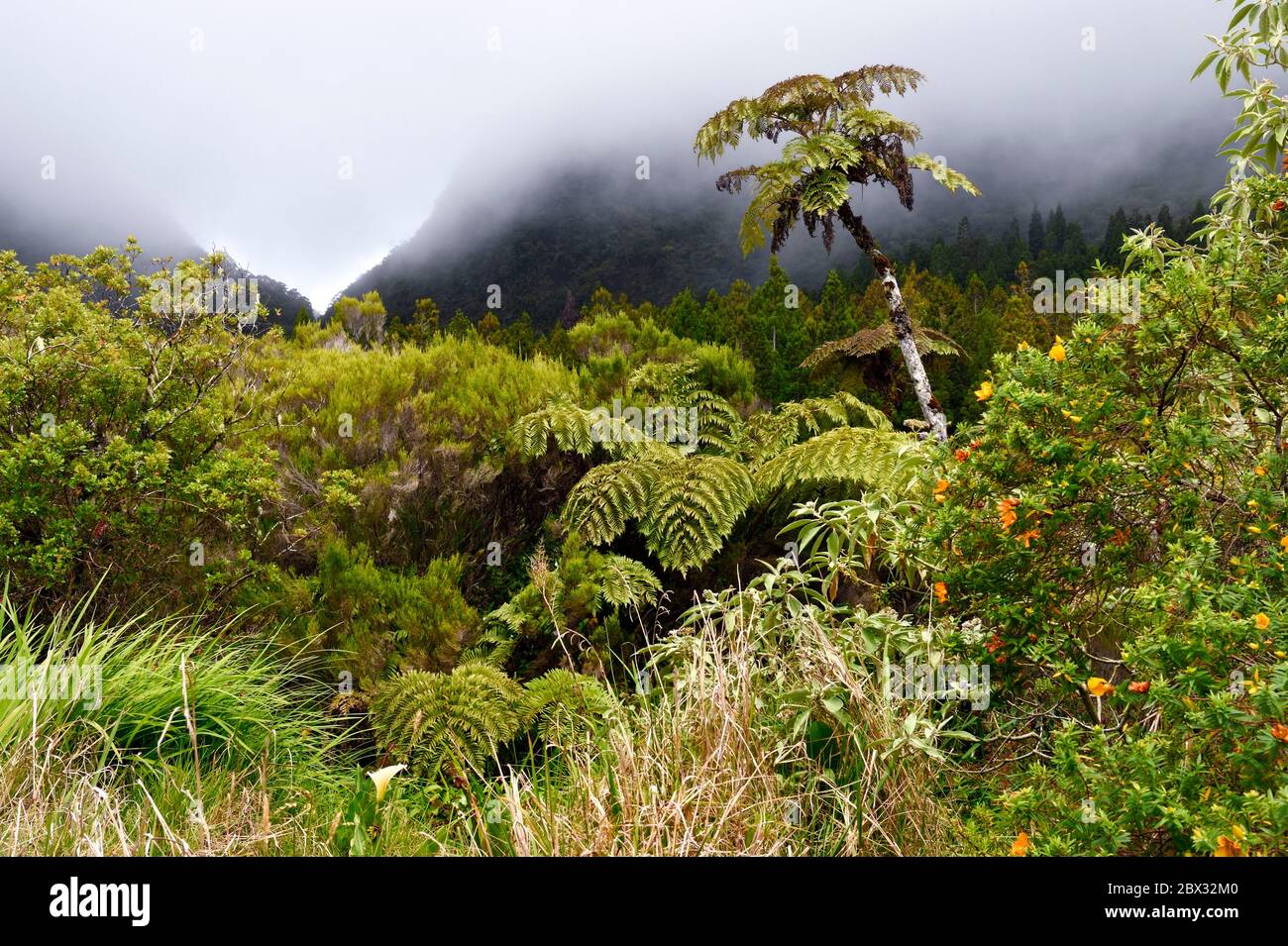 France, Reunion island (French overseas department), Reunion National Park listed as World heritage by UNESCO, La Plaine des Palmistes, Bebour forest, Bras Cabot hiking trail, tree ferns (Cyathea glauca) Stock Photo