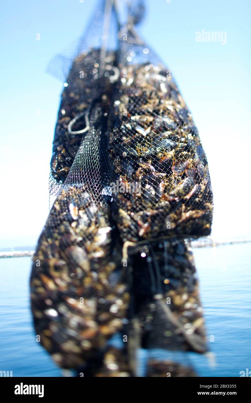 Spain, Galicia, canned Ramon Pena, mussel breeder and fisherman for the