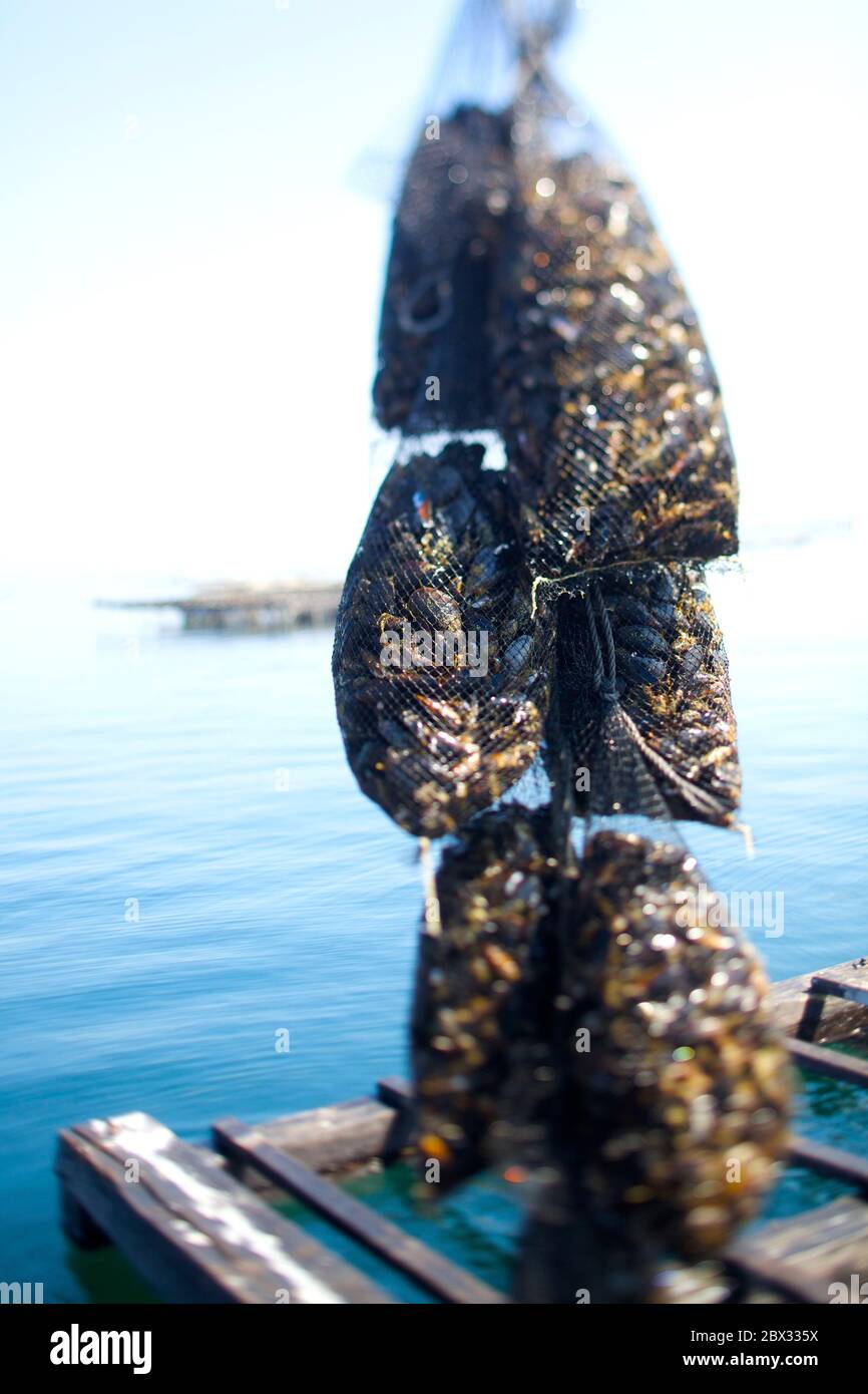 Spain, Galicia, canned Ramon Pena, mussel breeder and fisherman for the
