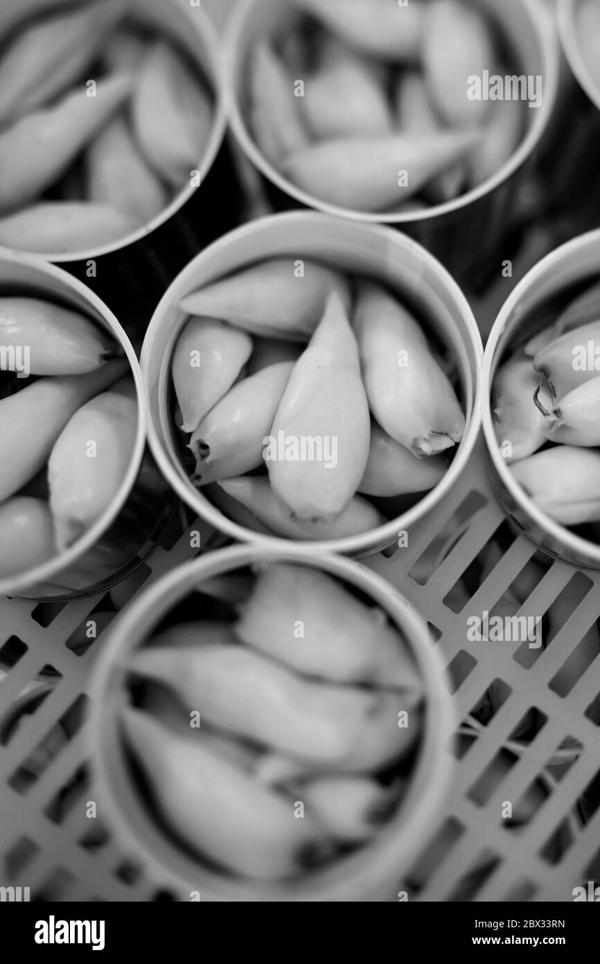 Squd Ink The ink factory Black and White Stock Photos & Images - Alamy
