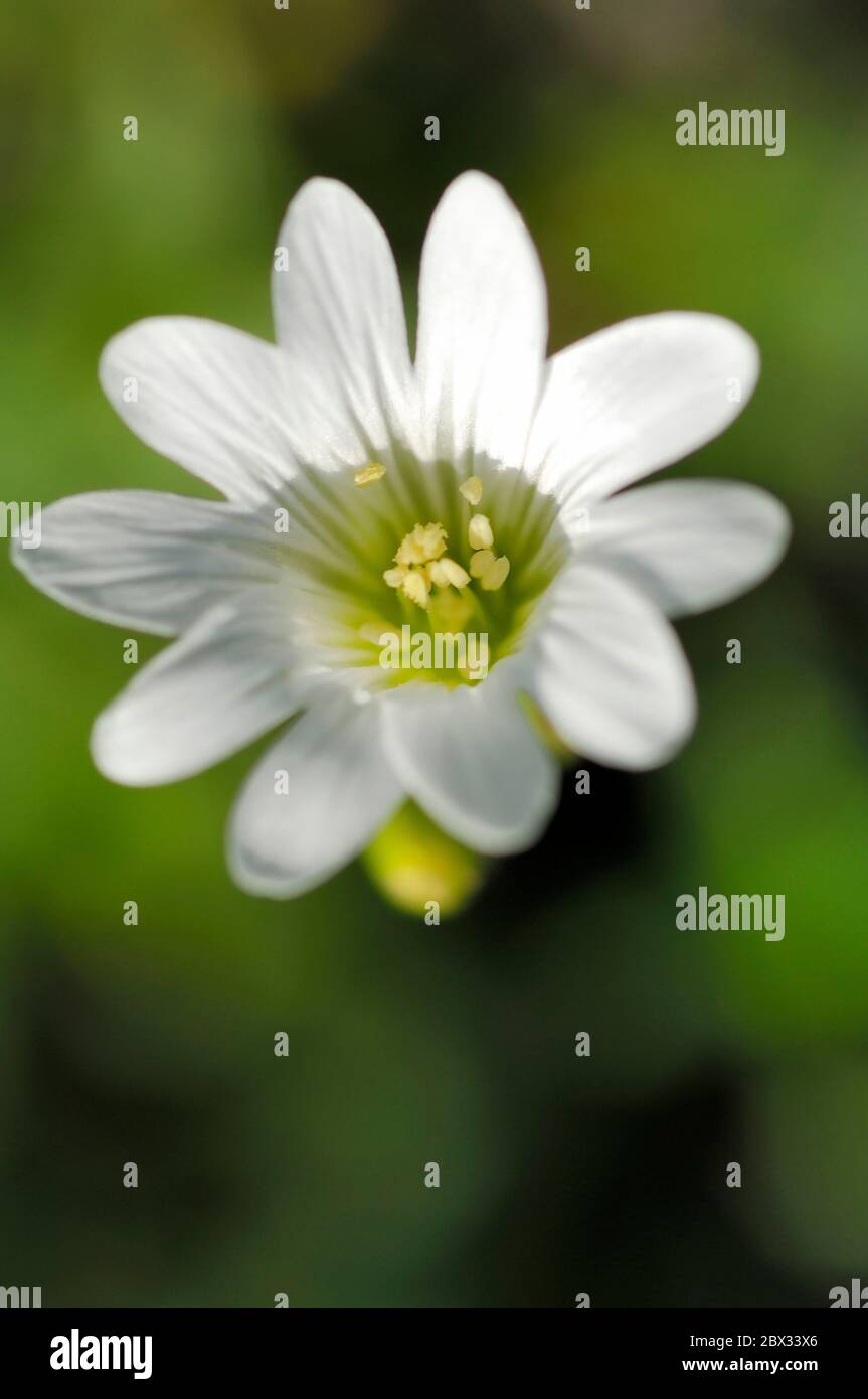 France, Flore alpine, Ceraiste, Cerastium Arvense, Caryophyllacee Stock Photo