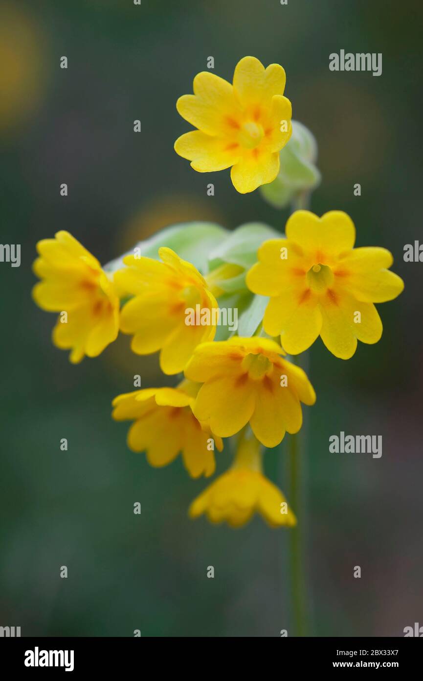 France, alpine flora, cuckoo or Primeverre officinale Primula veris ...