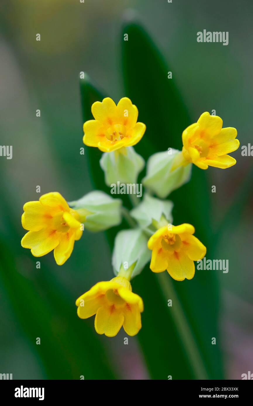 France, alpine flora, cuckoo or Primeverre officinale Primula veris ...