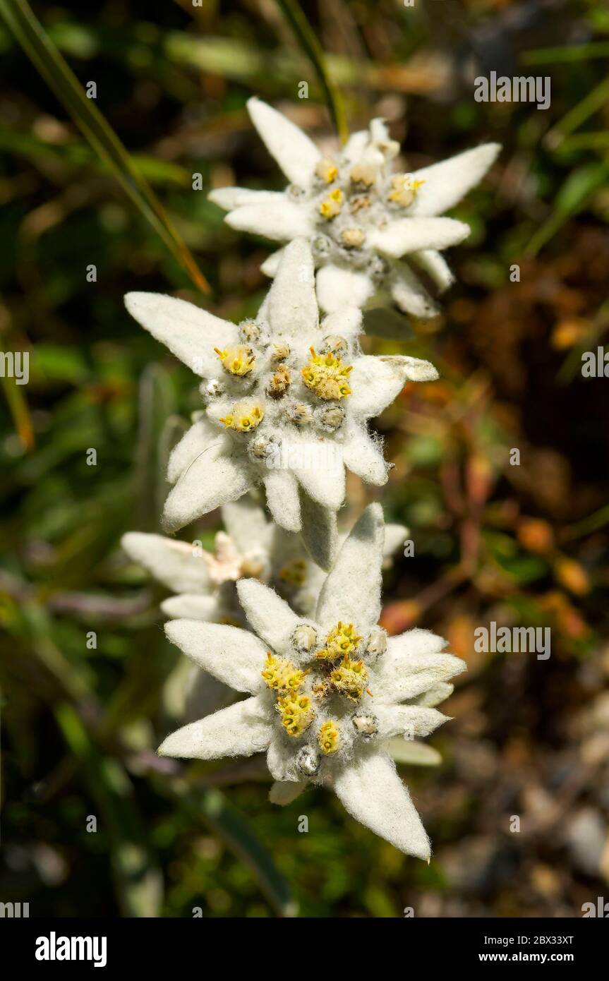 France, Alps, alpine flora, Edelweiss flowers or lion's foot, silver star, glacier star Leontopodium alpinum family of asteracees Stock Photo