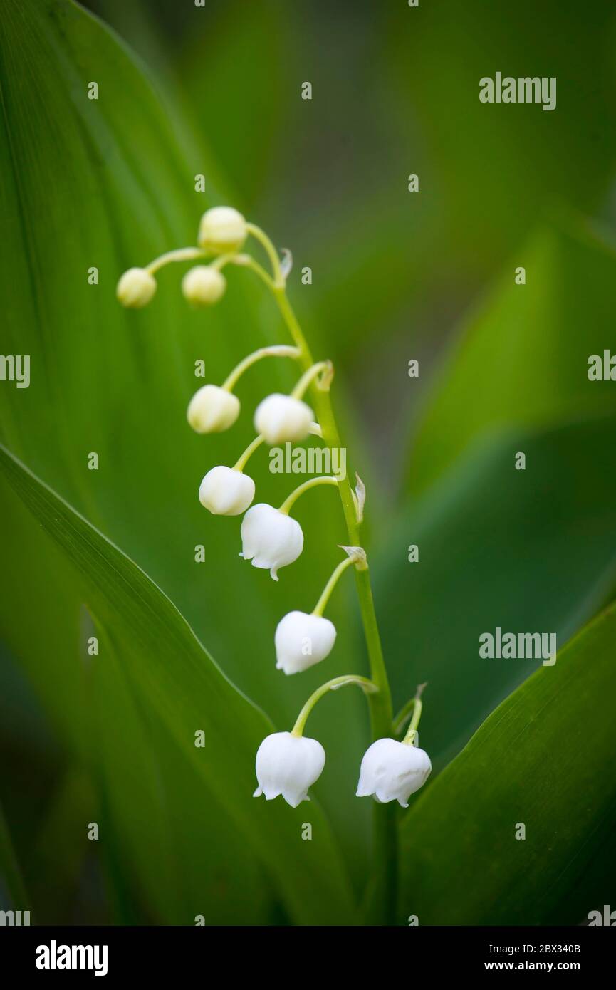 Alps, Europe, France, Savoy, alpine flora, lily of the valley