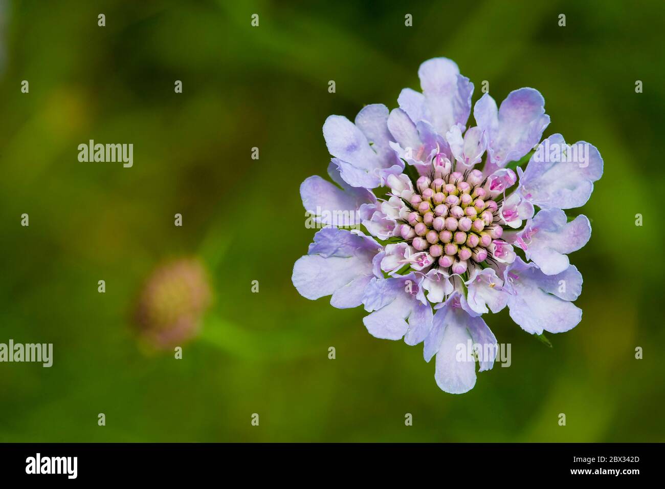 France, Alps, alpine flora, flowers of Scabieuse or Perdrix eye, Scabiosa canescens, family of Dipsacacees Stock Photo