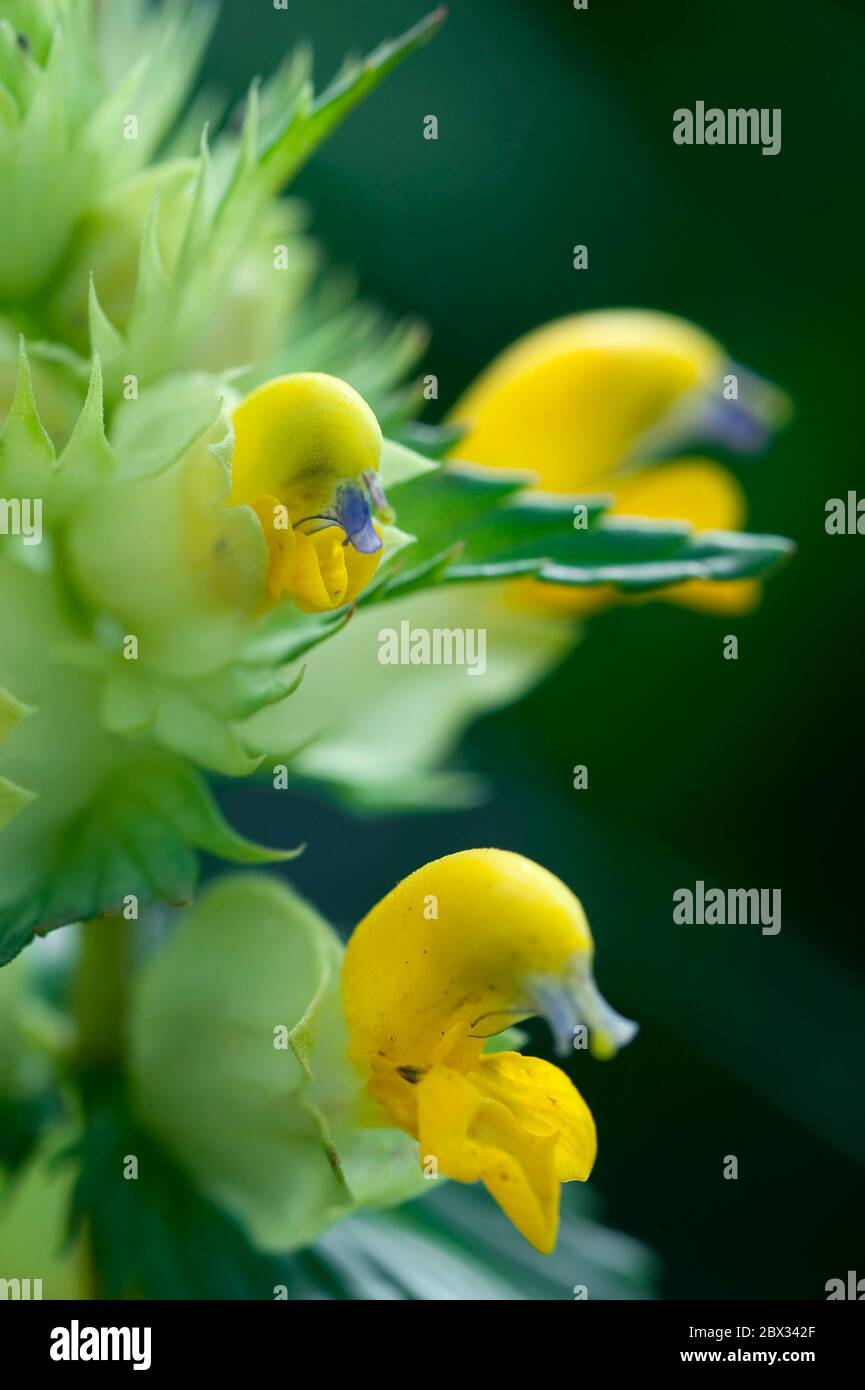 France Alps Alpine Flora Flower Of Rhinanthe Crete De Coq Rhinanthus Alectorolophus Family Scrophulariacees Stock Photo Alamy