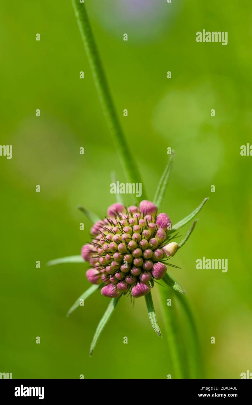 France, Alps, alpine flora, flowers of Scabieuse or Perdrix eye, Scabiosa canescens, family of Dipsacacees Stock Photo