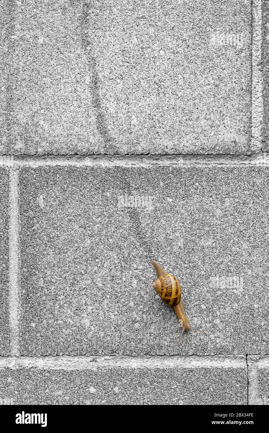 A snail with its shell leaves a trail of drool behind it as it travels along a wall Stock Photo