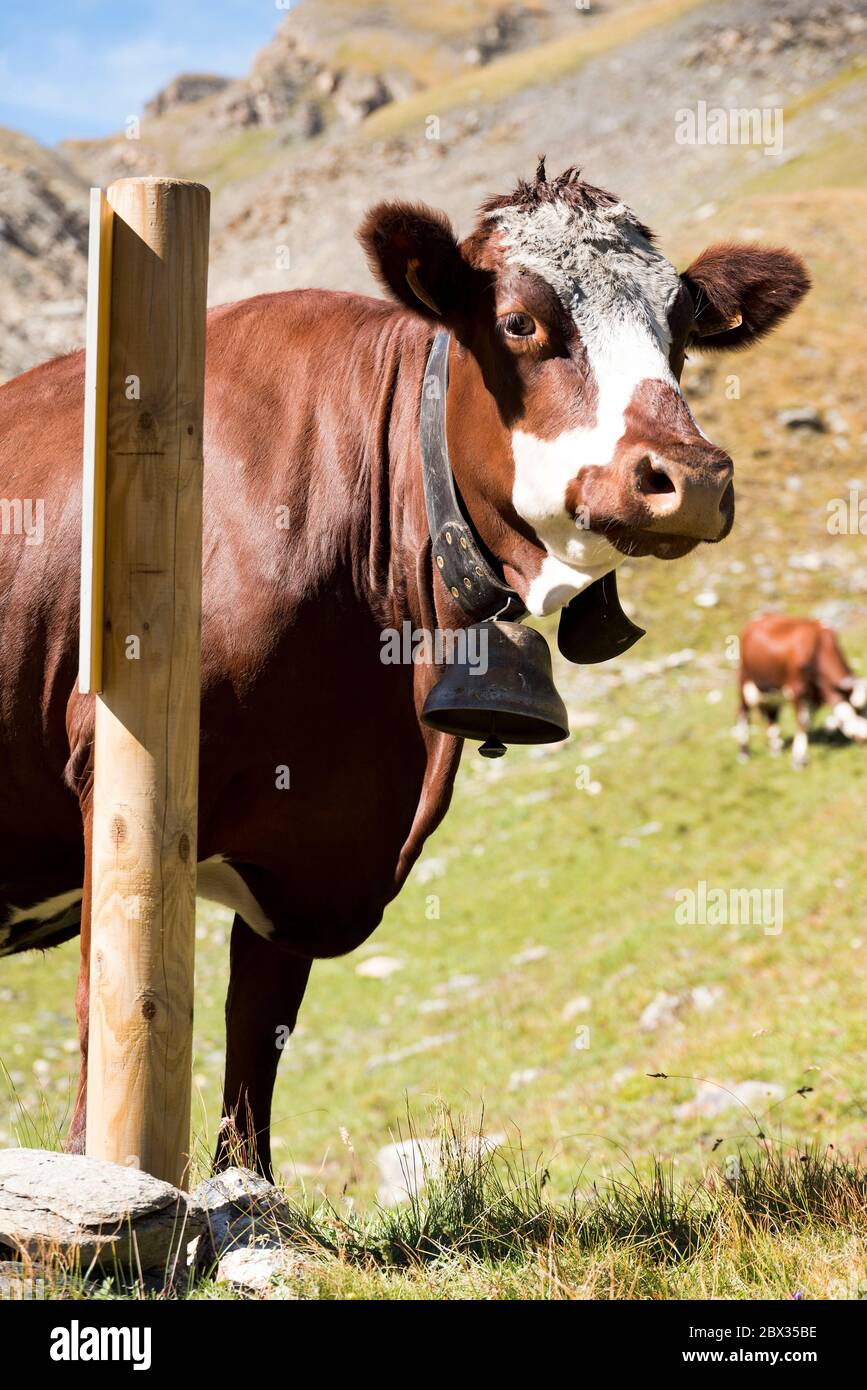 France, Savoie (73), Haute-Maurienne, Vanoise National Park, Bonneval-sur-Arc, Abondance cow, Pie Rouge coat Stock Photo