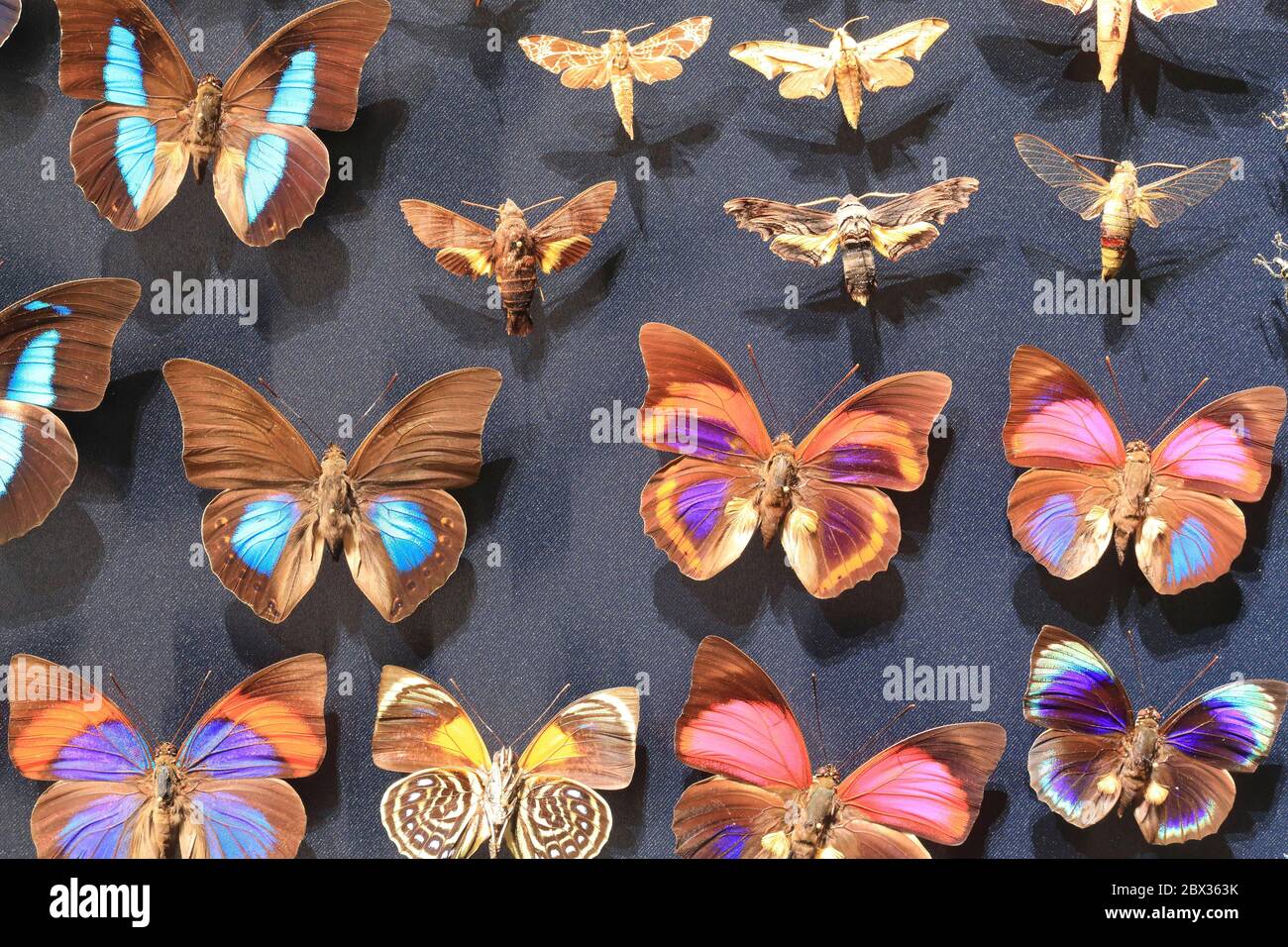France, Rhone, Lyon, La Confluence district, Musée des Confluences is a museum of natural history, anthropology, societies and civilizations, exhibition of butterflies Stock Photo