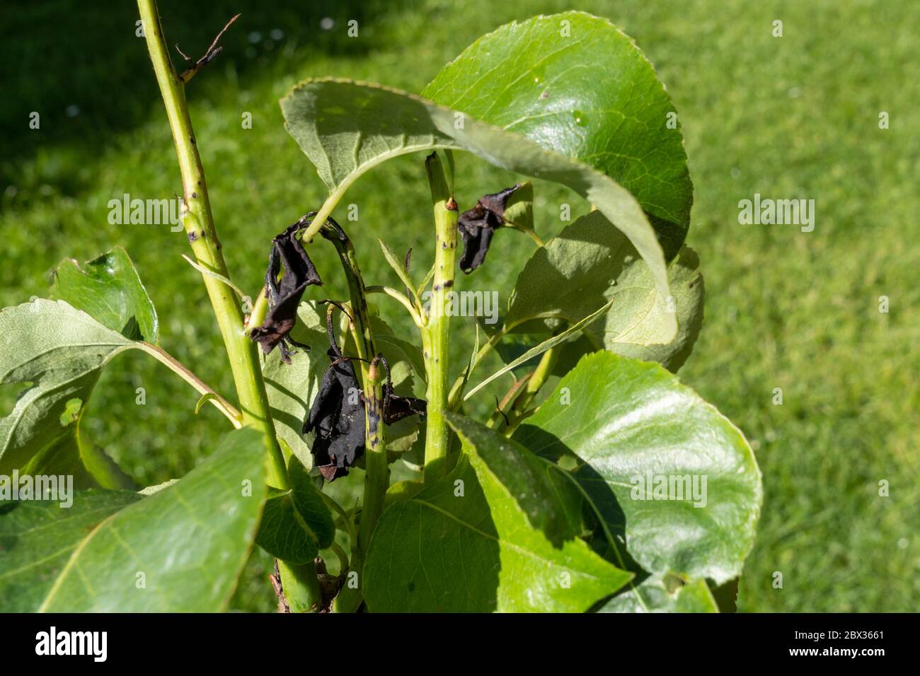 Fire blight disease affected pear leaves. Stock Photo