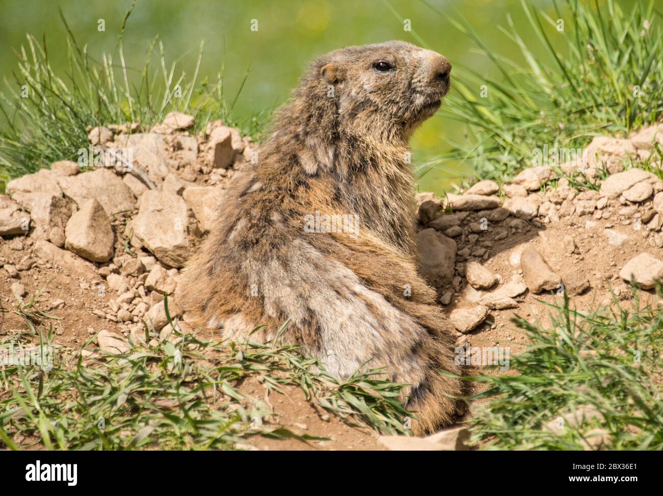 Marmots Stock Photo