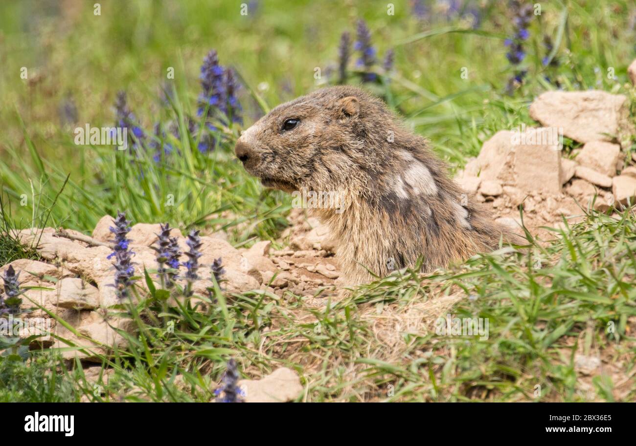 Marmots Stock Photo