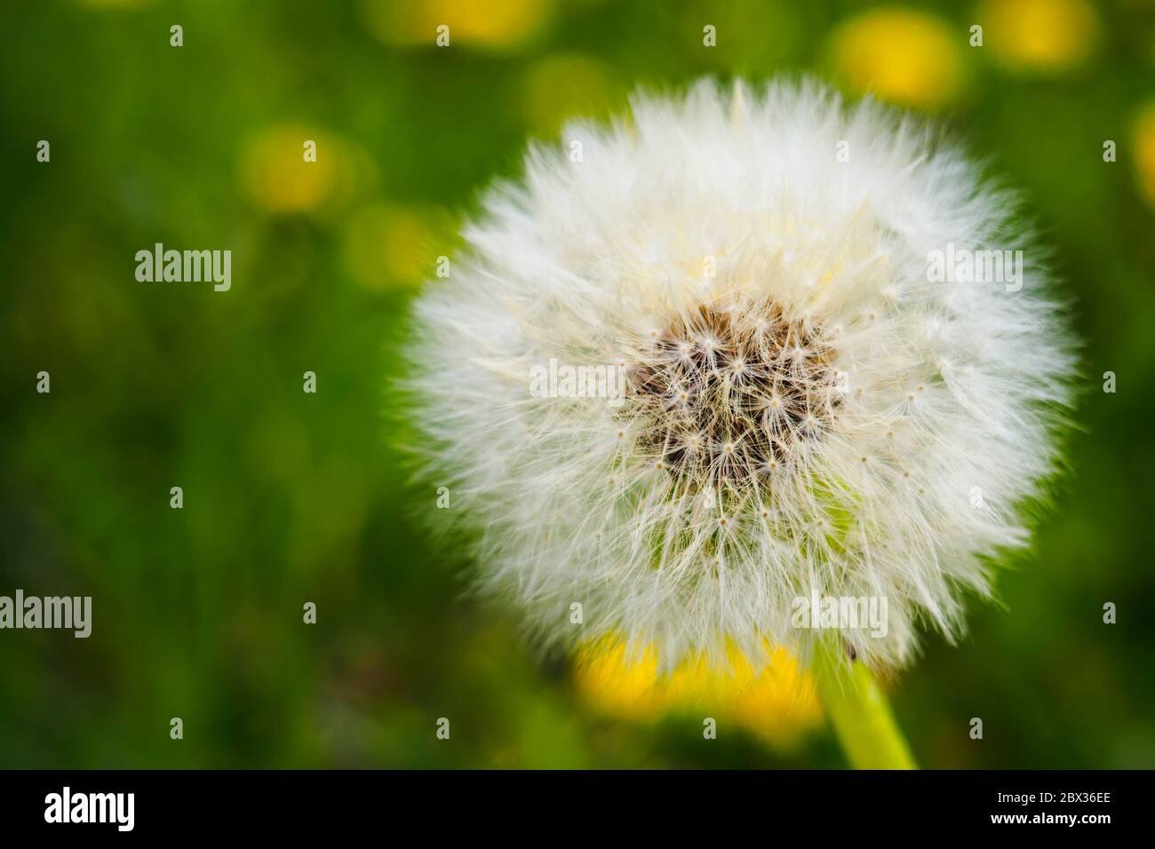 White dandelion seed head on green background, selective focus, copy space Stock Photo