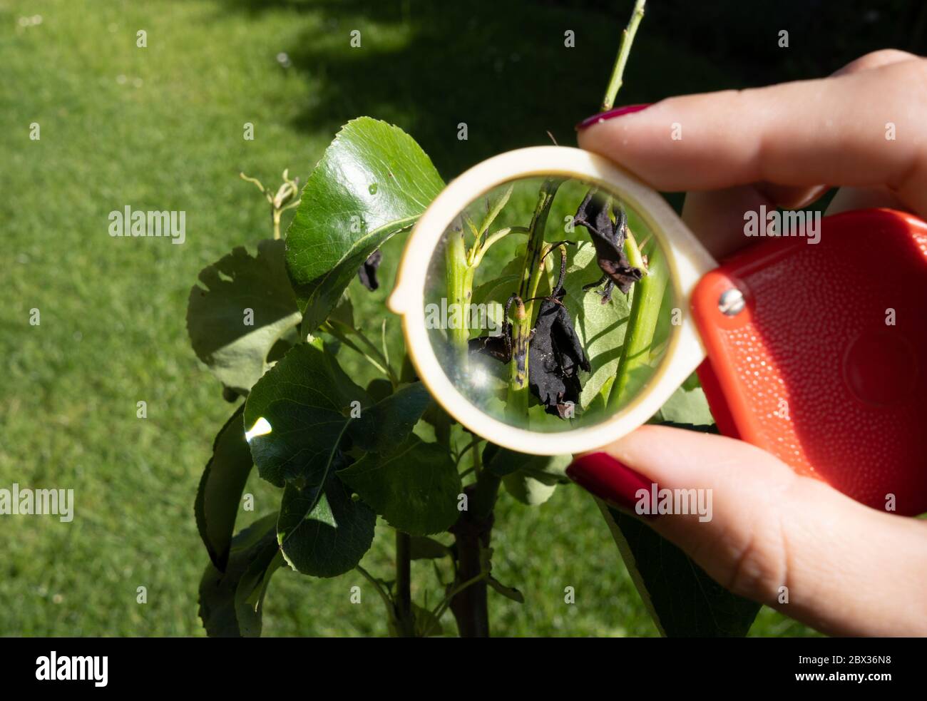 Fire blight disease affected pear leaves Stock Photo Alamy