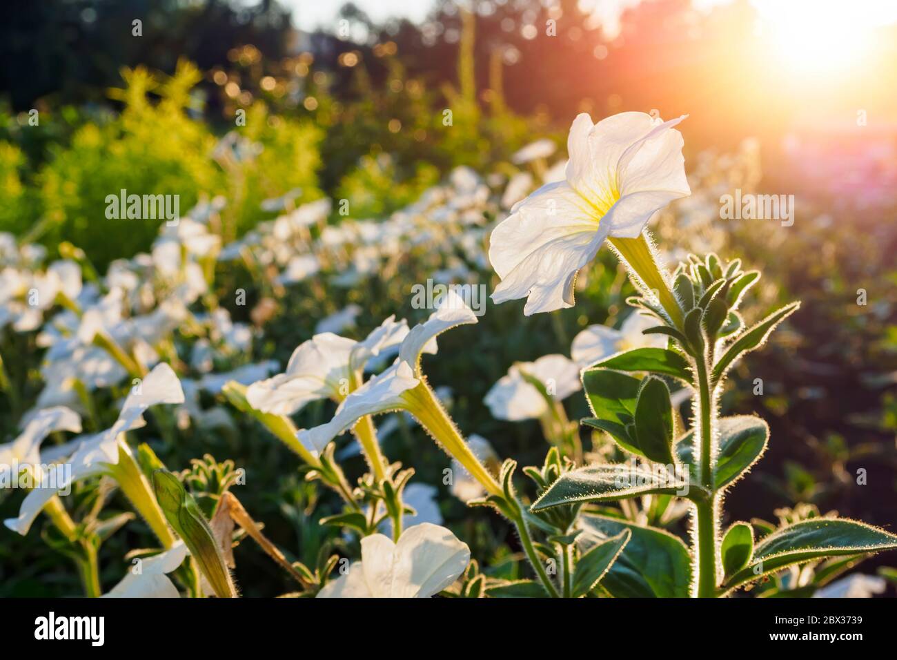 White flowers of petunia on sunlight, selective focus, copy space Stock Photo