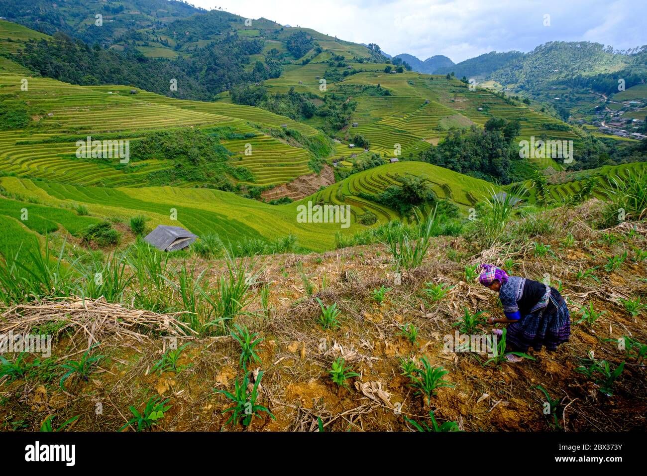 Vietnam, Yen Bai province, Mu Cang Chai, Hmong ethnic group woman working in the fields Stock Photo