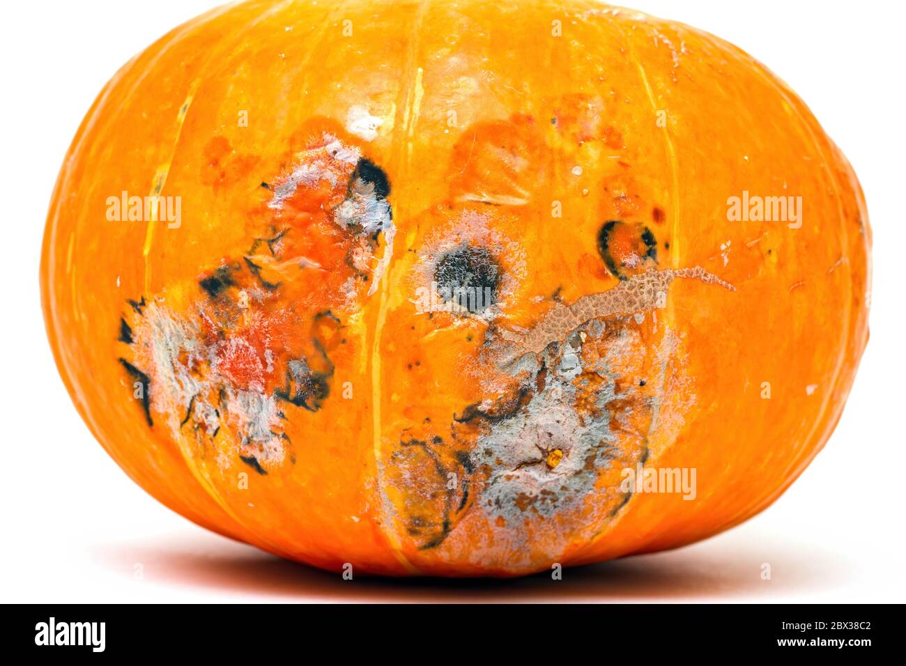 Close-up of moldy pumpkin on white background, selective focus. Stock Photo