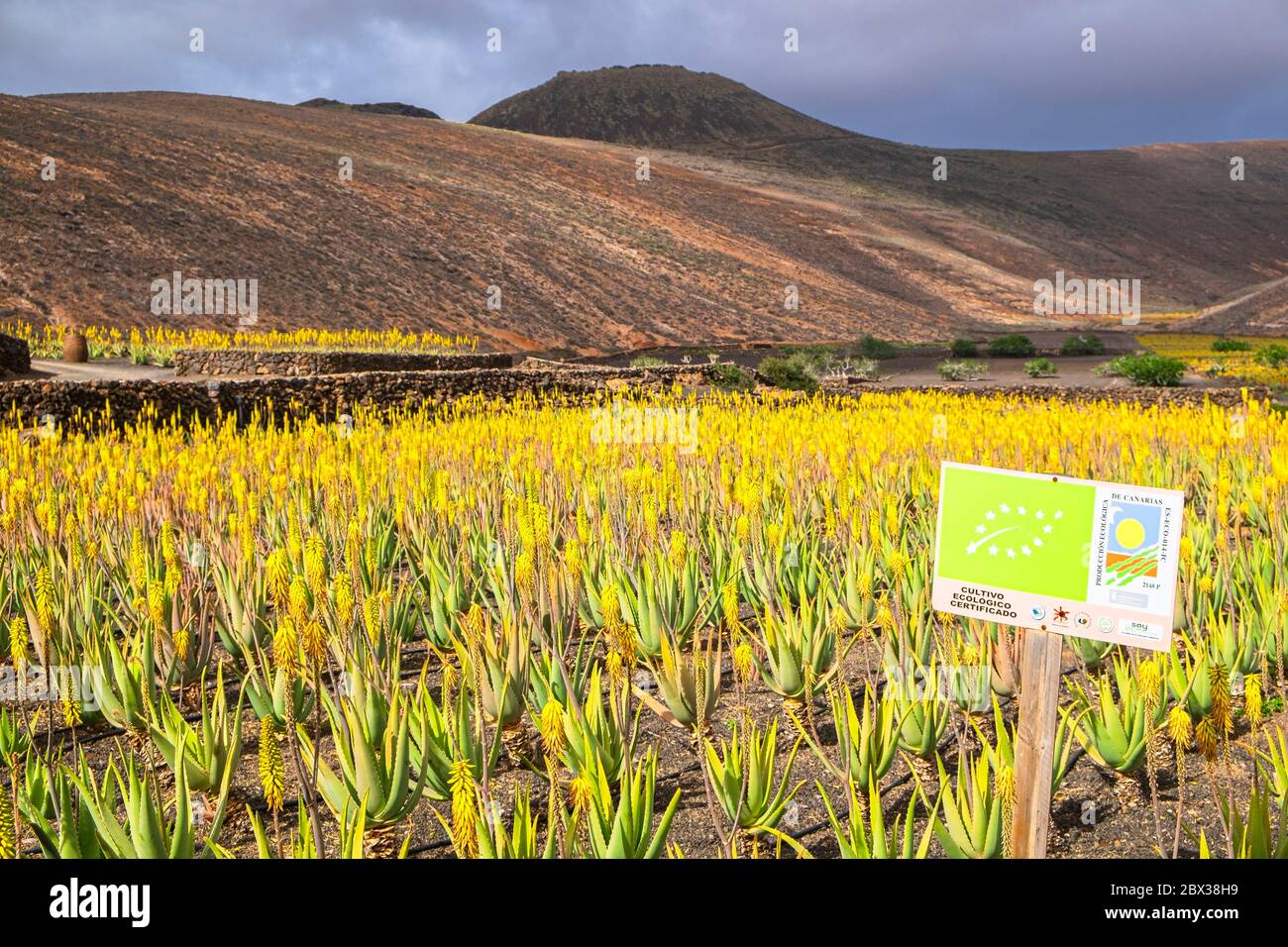 Misleidend uitzending vlees Spain, Canary islands, Lanzarote island, Orzola, Lanzaloe, organic Aloe vera  Stock Photo - Alamy