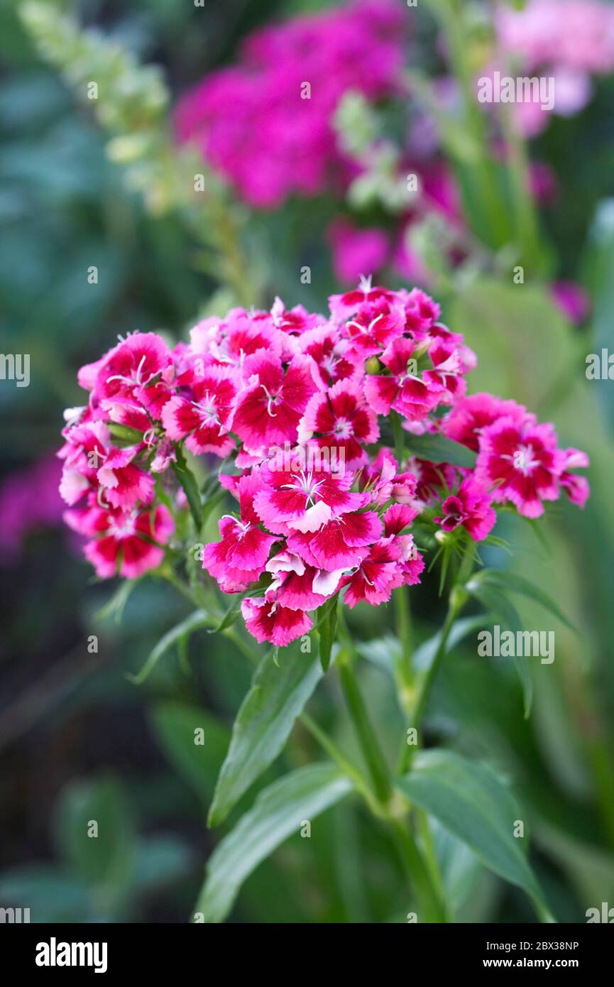 Dianthus barbatus. Sweet William flowers in Summer. Stock Photo