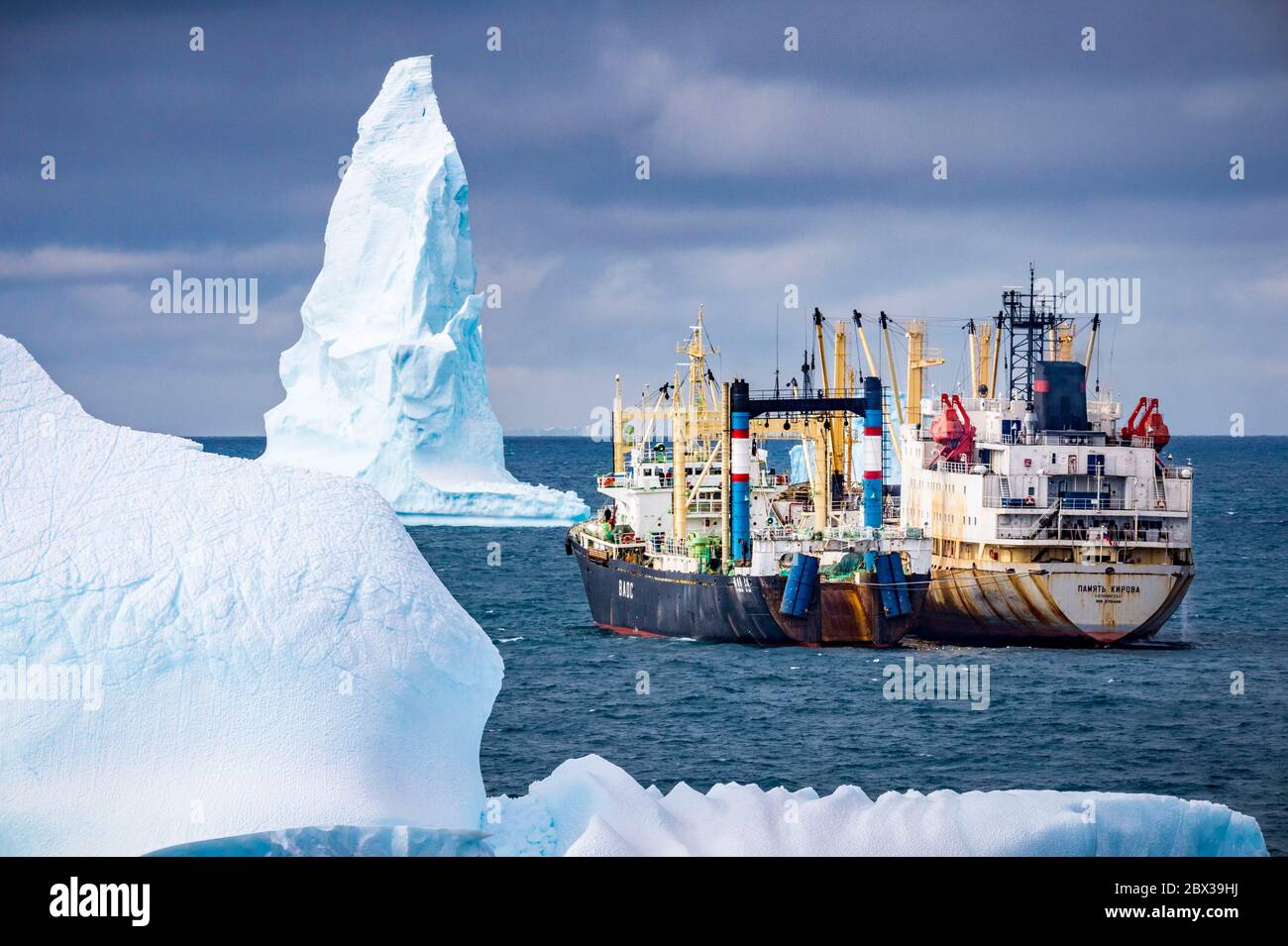 Polar regions, Antarctica, South Orkney Islands, Signy Island, Southern