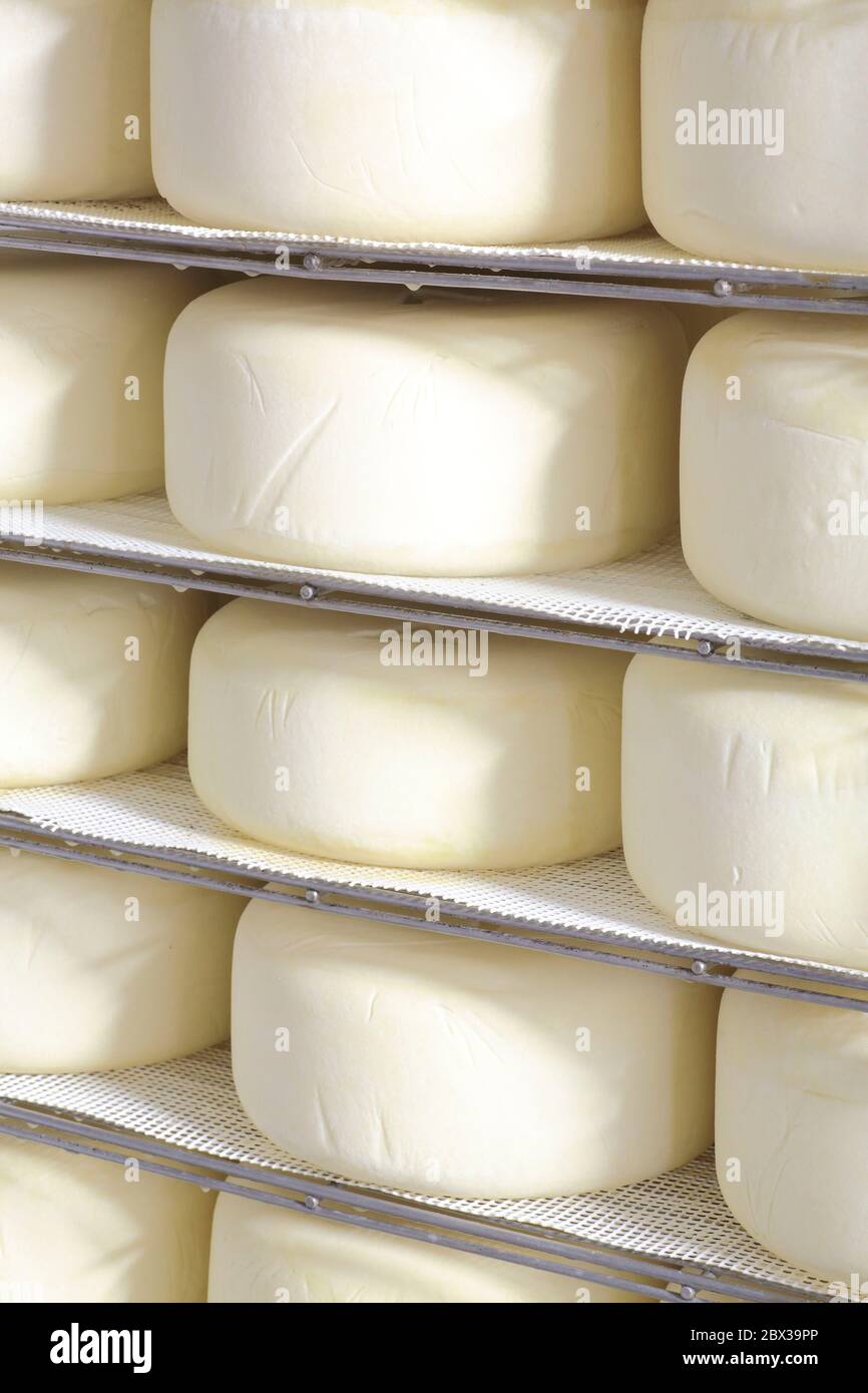 Habubu foretage porcelæn France, Pyrenees Atlantiques, Bearn, Bescat, Ferme De Badie, cellar for  refining tomme cheese from the Pyrenees (pure sheep's cheese Stock Photo -  Alamy
