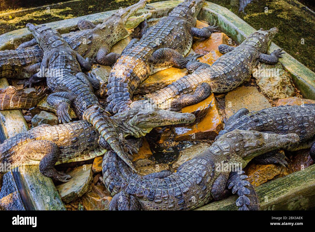 A large group of crocodiles one on another are resting in their swamp Stock Photo