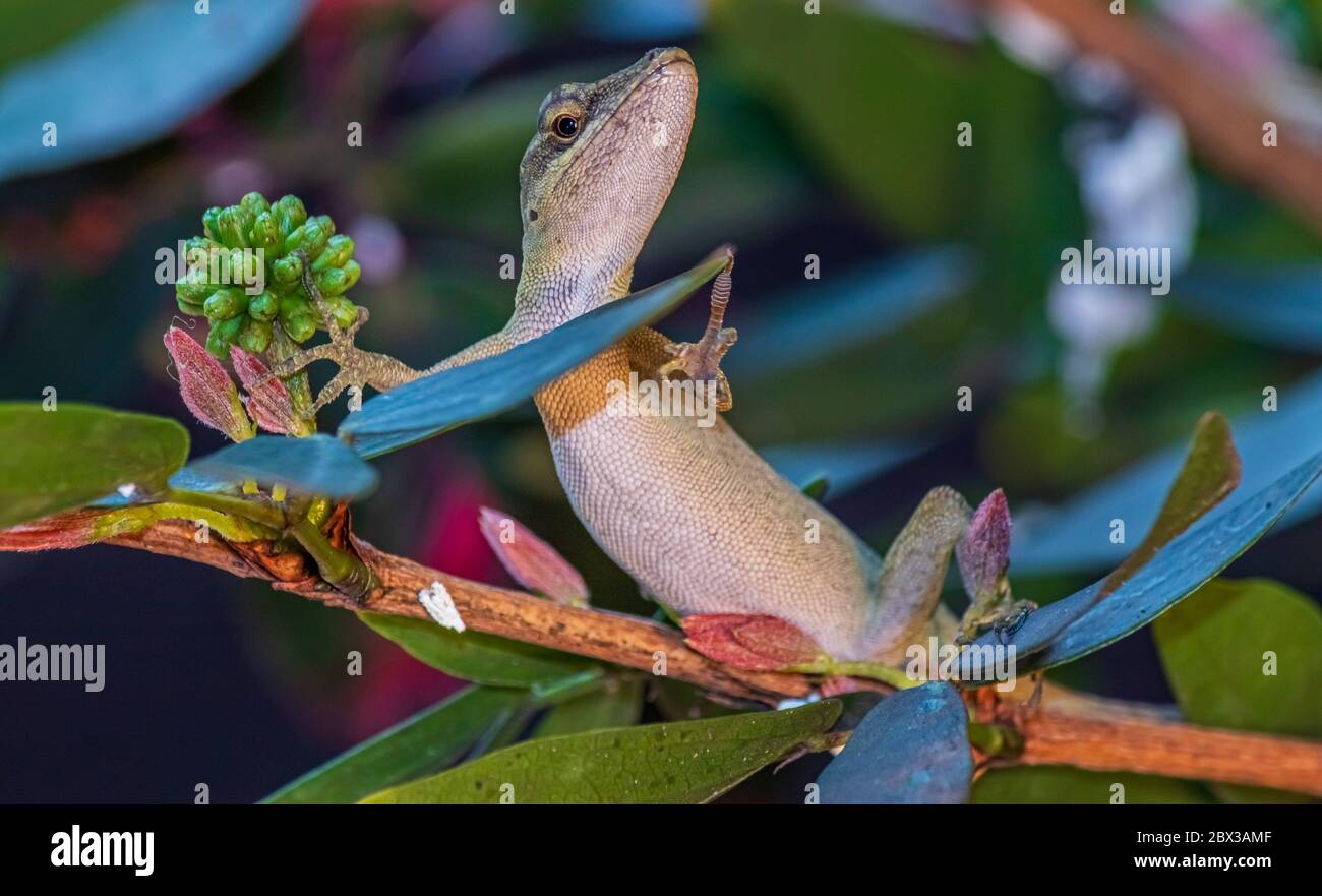A curious lizard staring at the camera Stock Photo