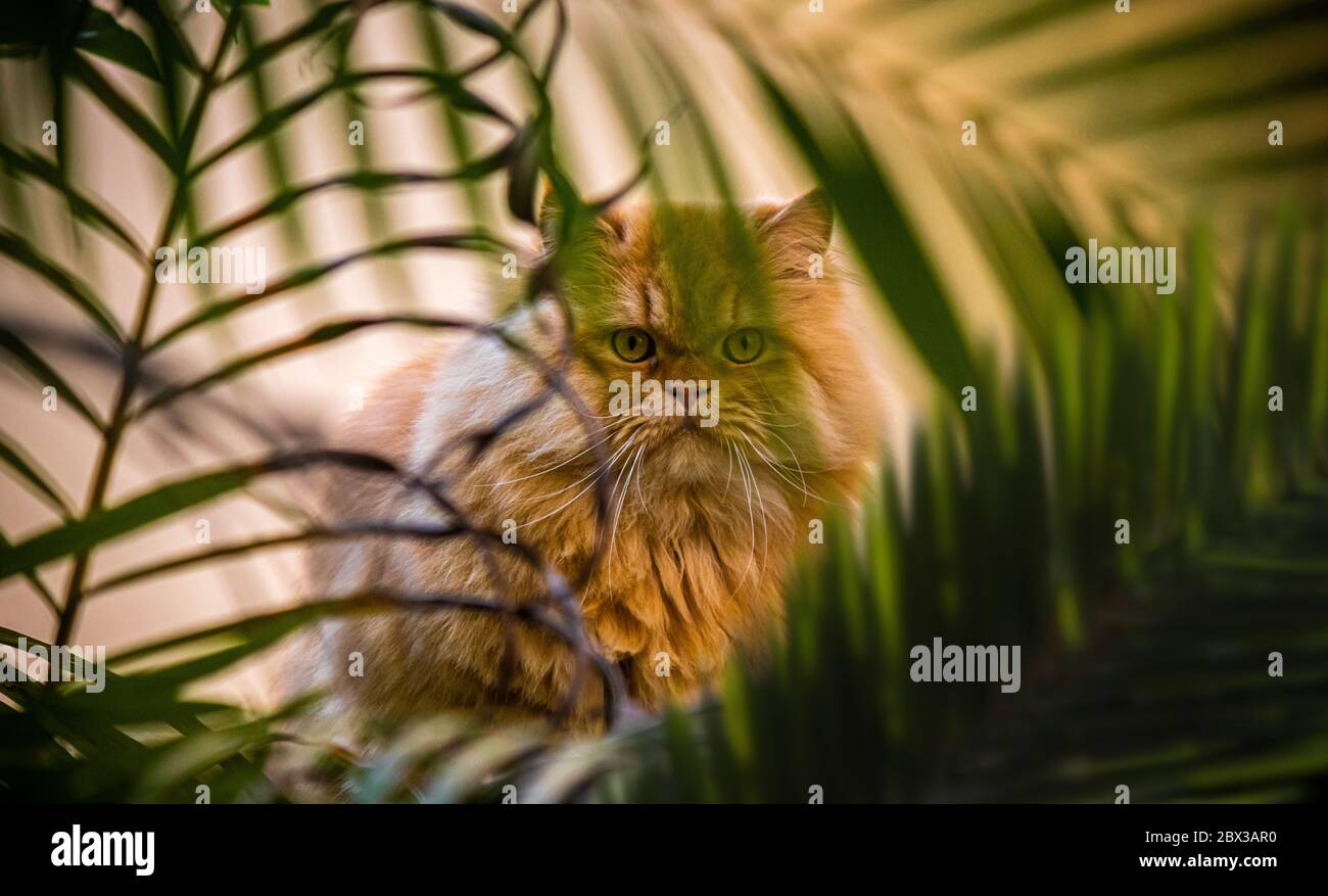 A very smart cat is hiding behind some tree branches in a perfect camouflage movement Stock Photo