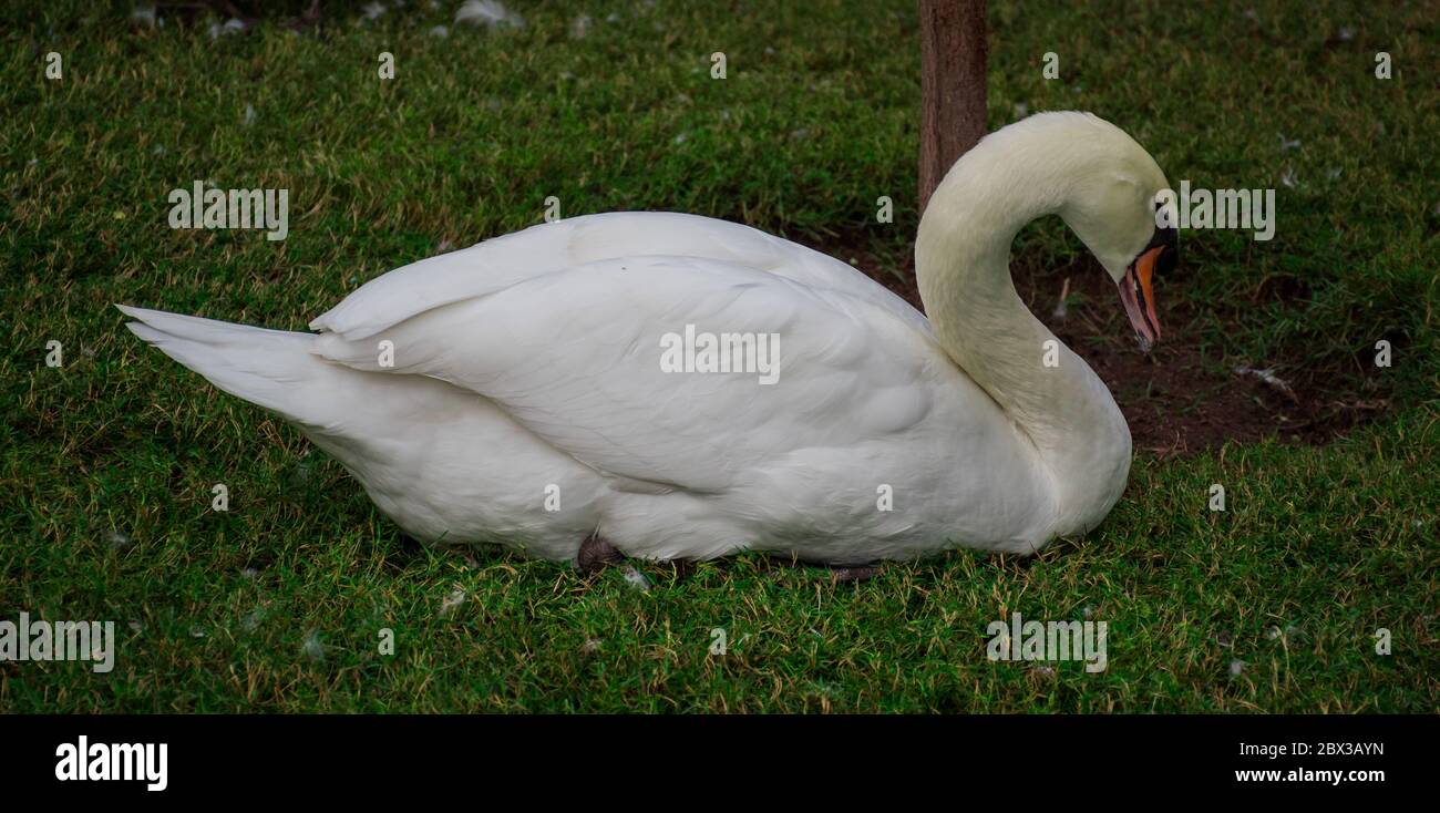 Mute Swan sitting on grass with neck held in a strong S-curve as an aggressive posture for birds Stock Photo