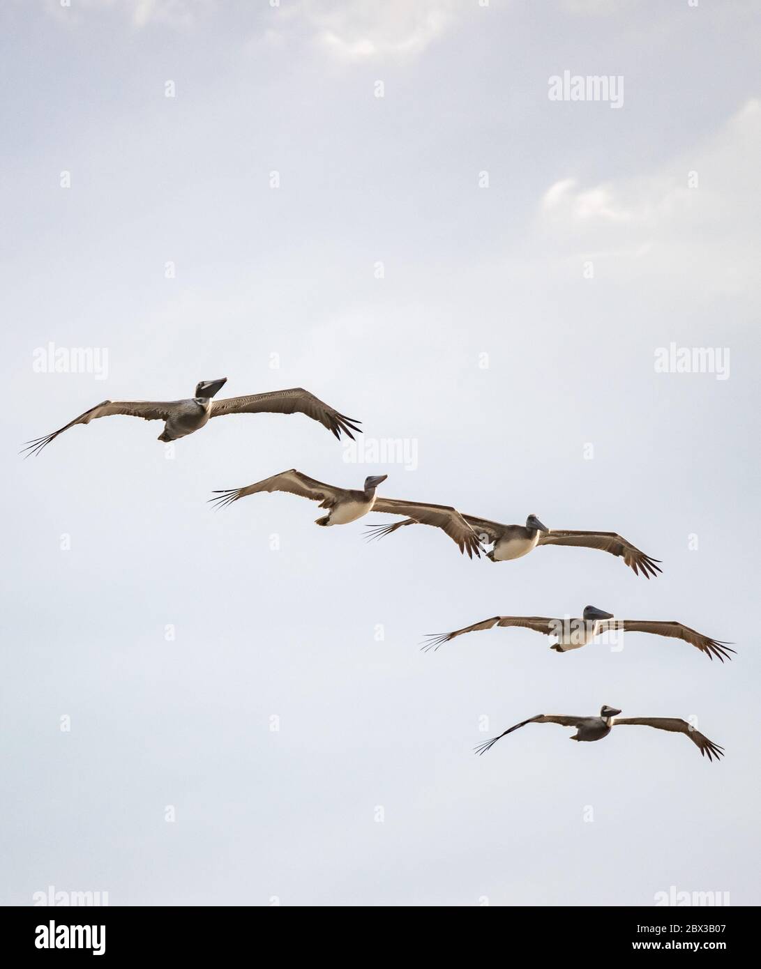 A group of pelicans flying on tight formation Stock Photo