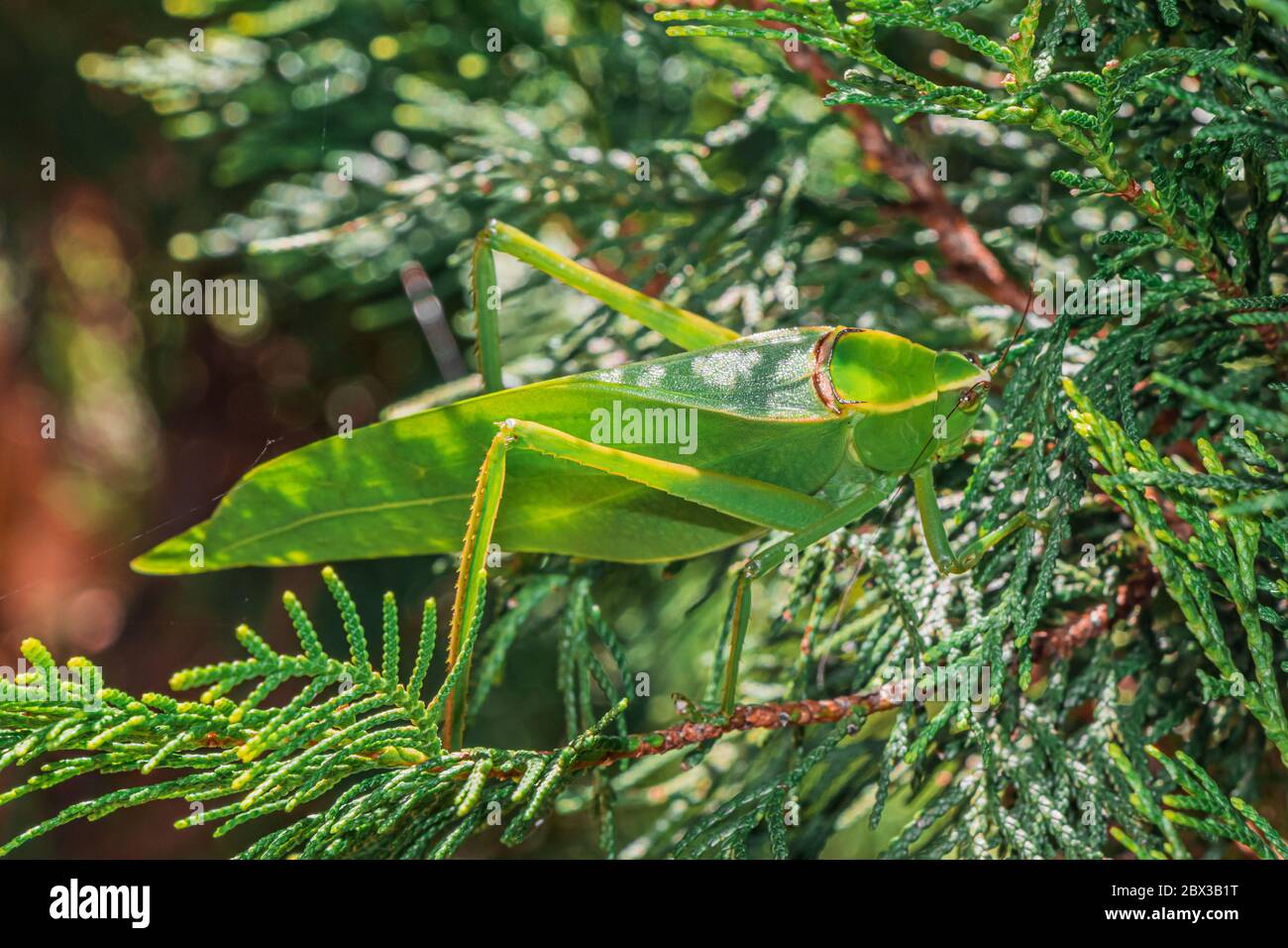 A very big grasshopper hidden in a tree branch, camouflaged in the foliage goes unnoticed, because the same green color Stock Photo