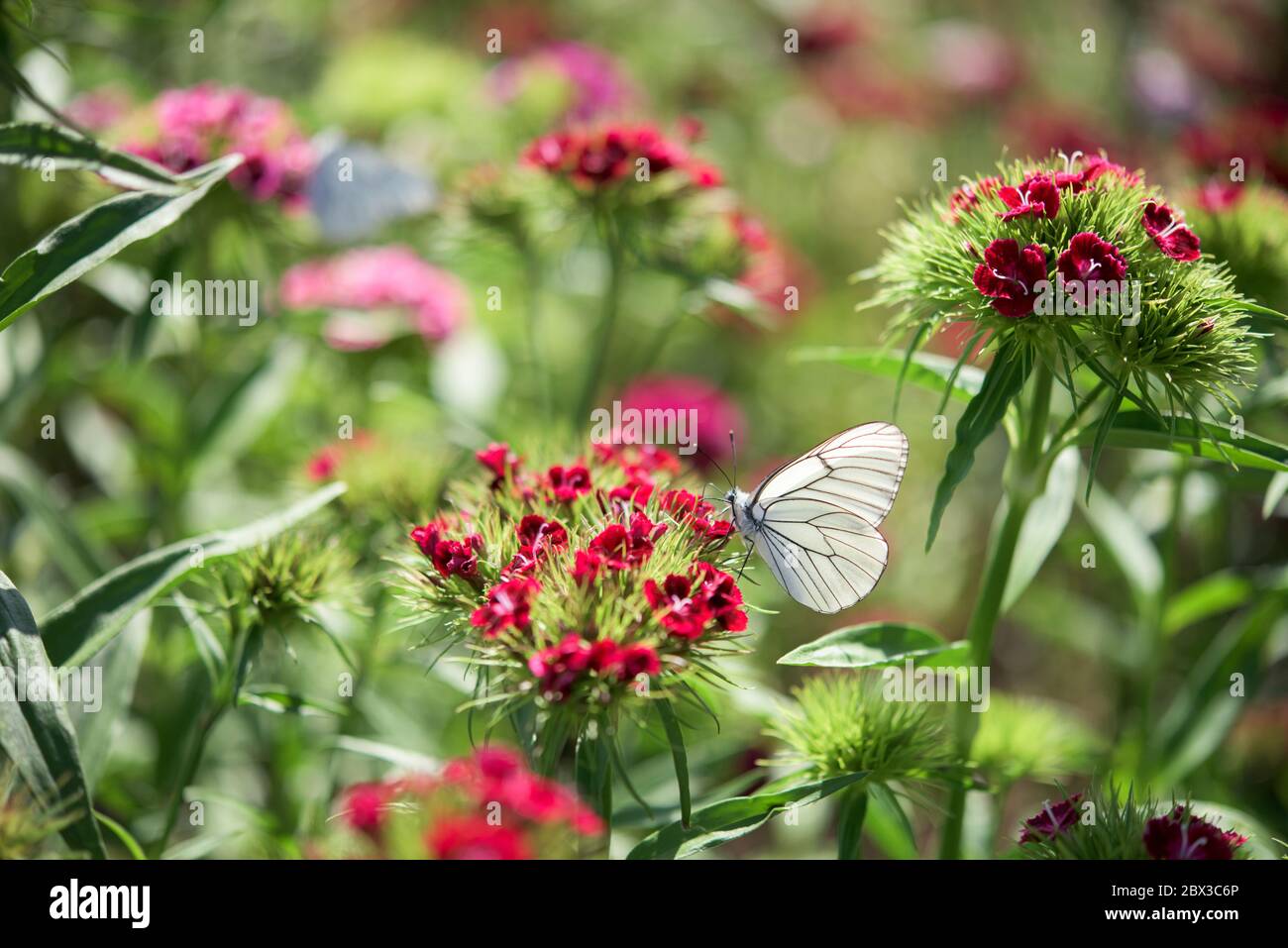 White attractive butterfly in a large flower garden- Aporia crataegi Stock Photo