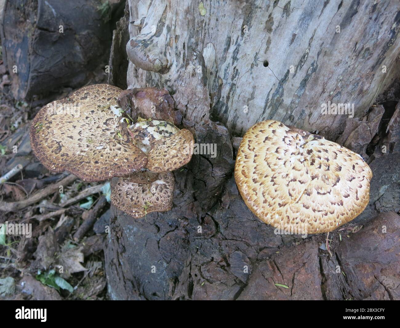 Dryad's Saddle or Pheasant's Back, Polyporus Squamosus, is a type of bracket fungus that grows on dead tree logs in woodland areas. Stock Photo