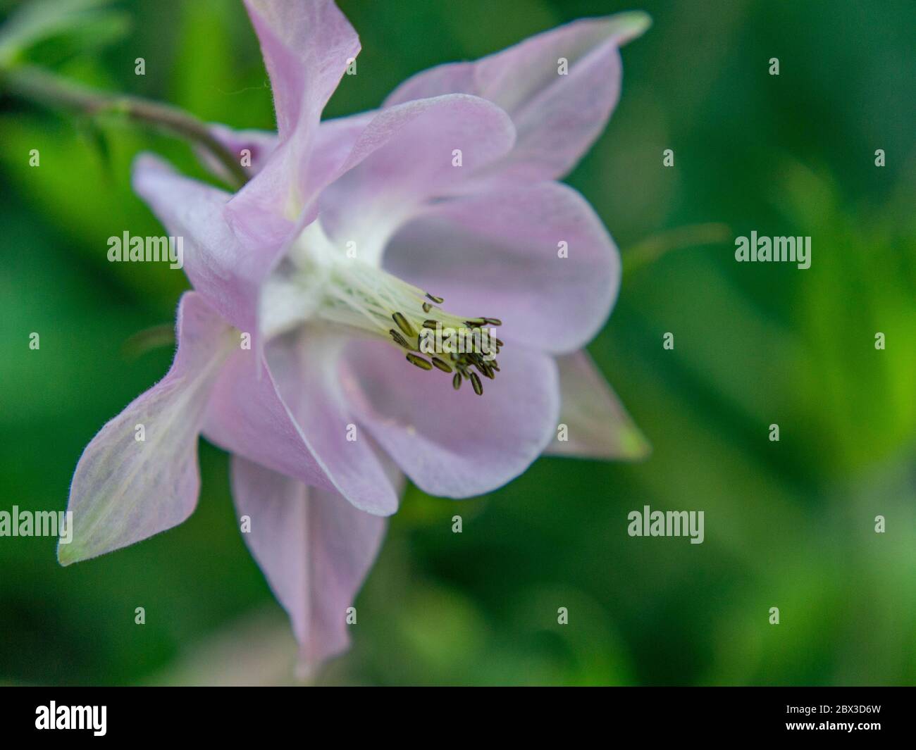 Close up of rose-white European columbine, Aquilegia vulgaris Stock Photo