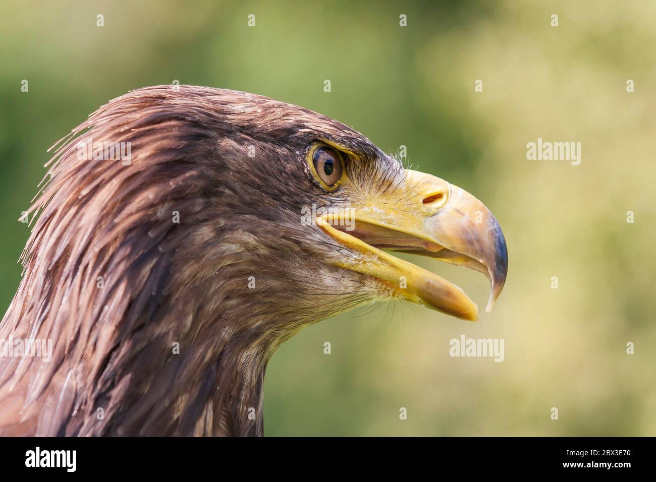 Portrait of a young bald eagle - Haliaeetus leucocephalus with nice green background Stock Photo